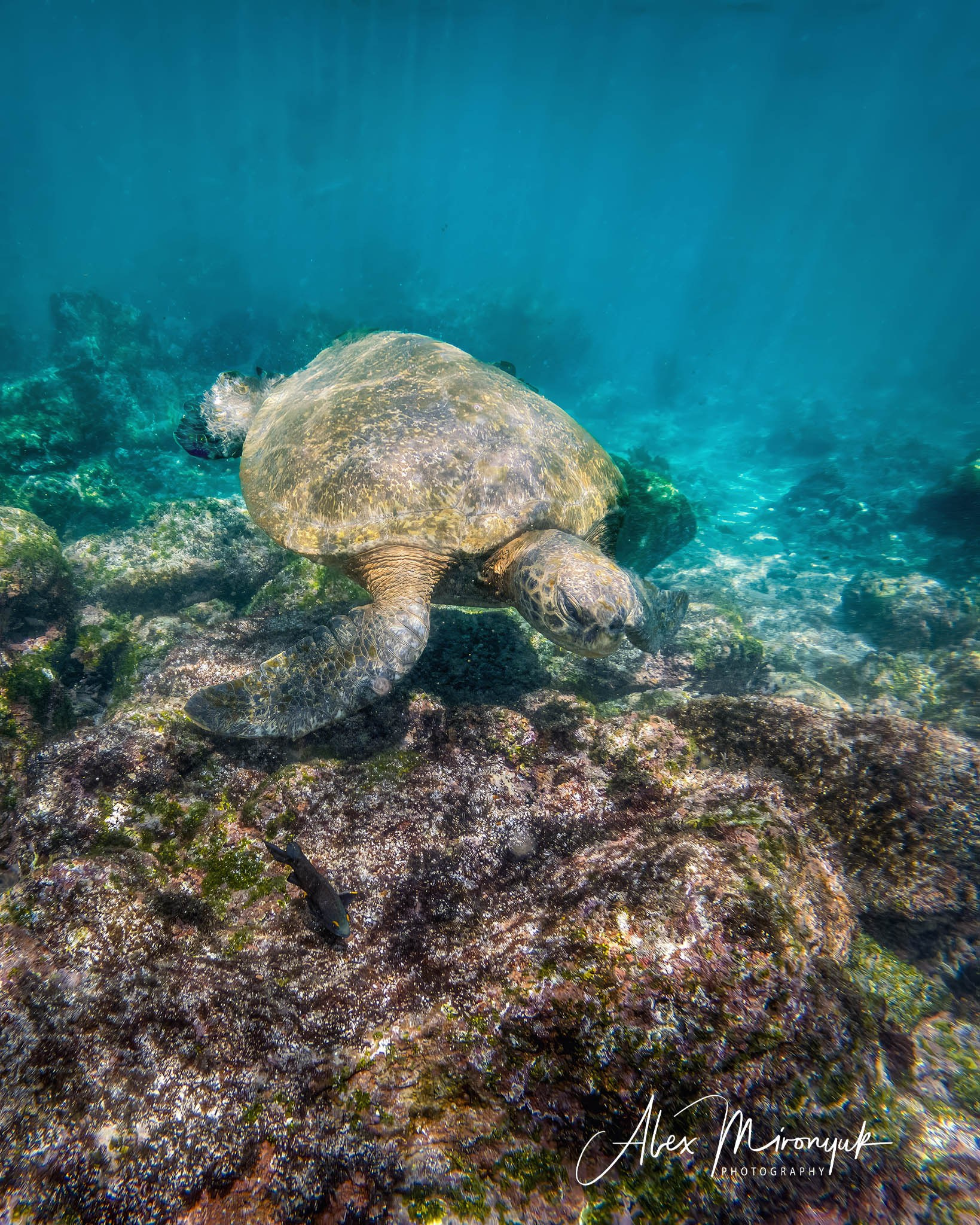 Galapagos Islands Adventure. Pet, Senior, Landscape, portrait studio, photographer in Miami and Sou