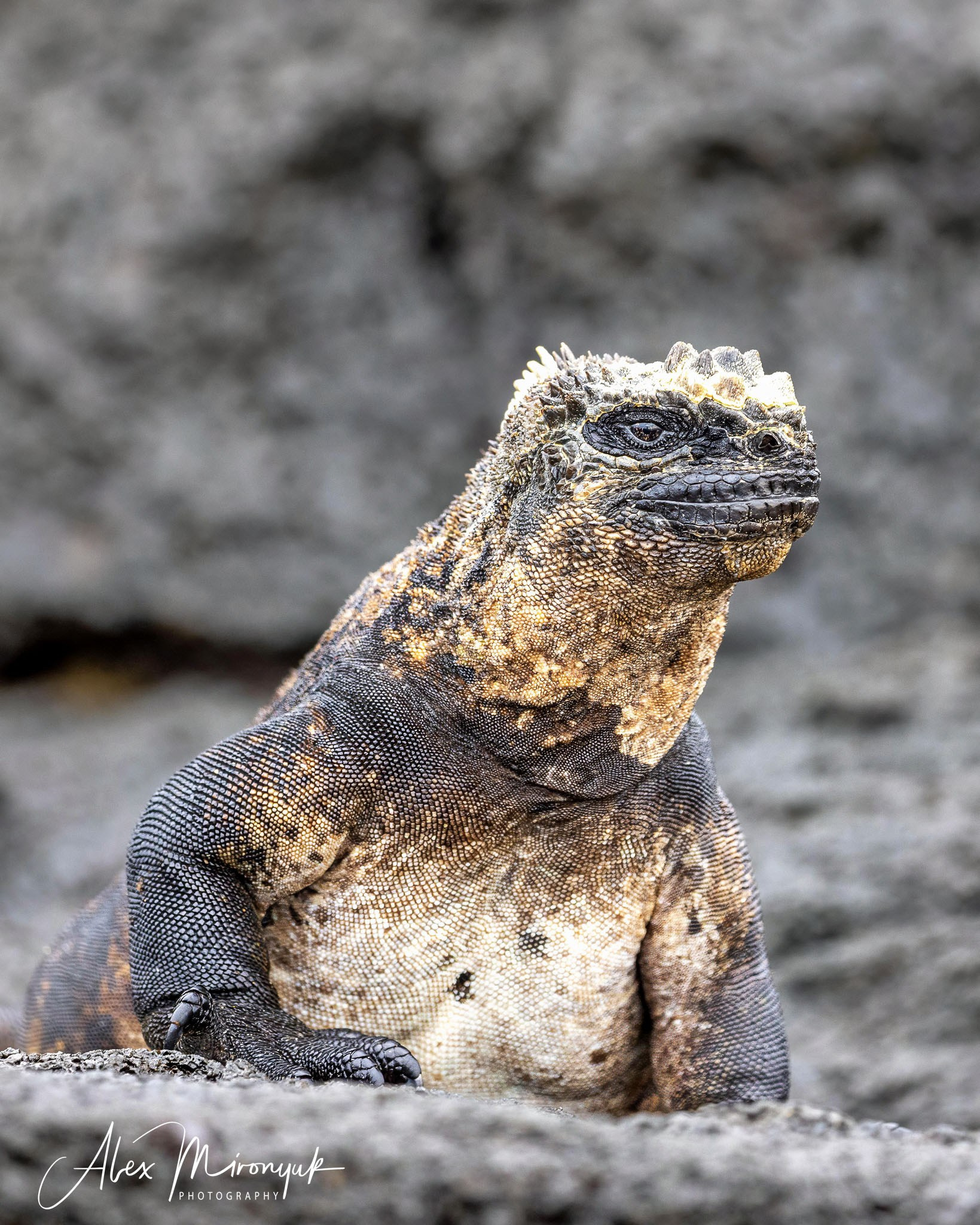 Galapagos Islands Adventure. Pet, Senior, Landscape, portrait studio, photographer in Miami and Sou
