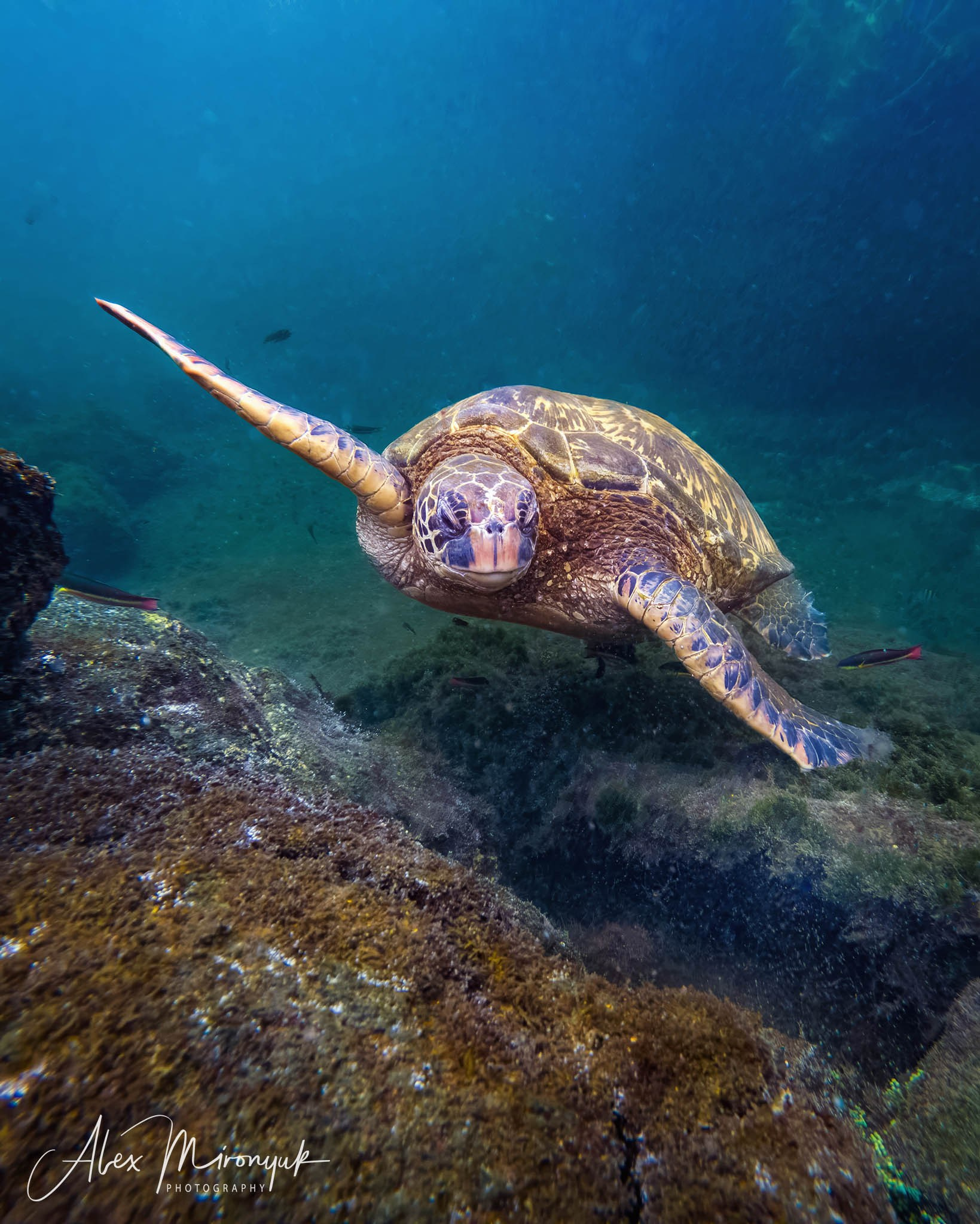 Galapagos Islands Adventure. Pet, Senior, Landscape, portrait studio, photographer in Miami and Sou