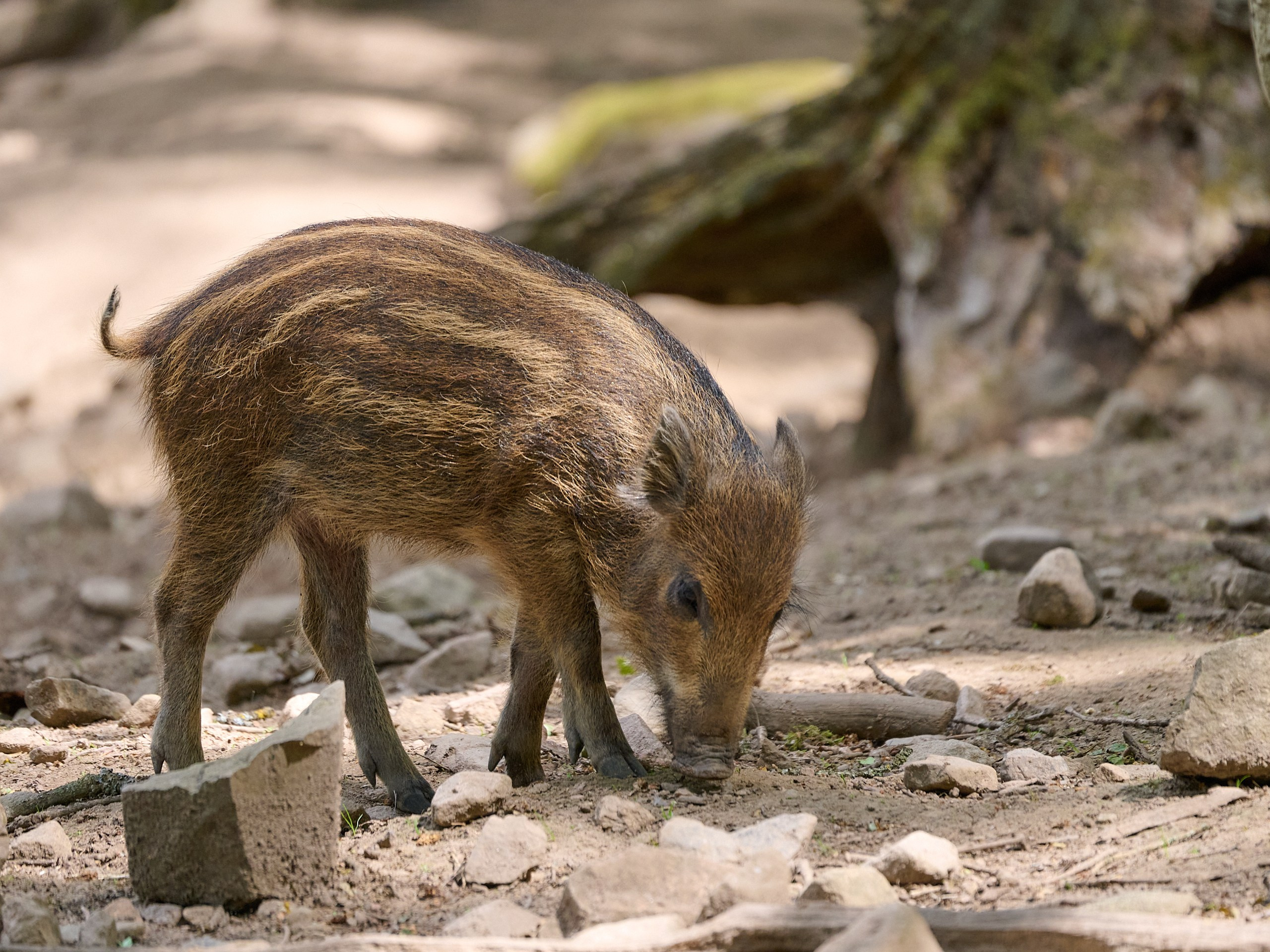 Visit Skånes Djurpark. Yuri Popkov | Photographer