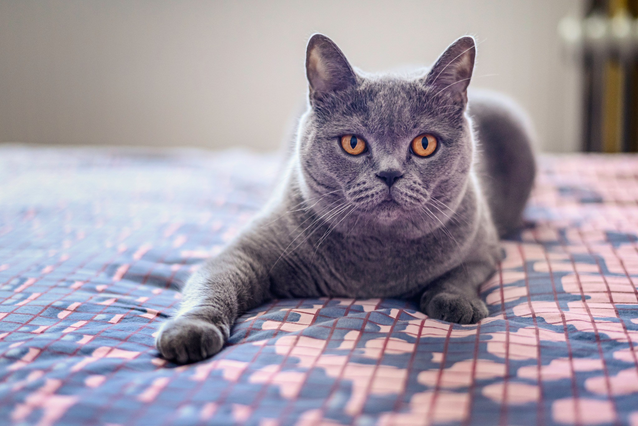 Sabin Florin Fotograf Nunta ( Nunta Dragasani Adriana & Gabriel)