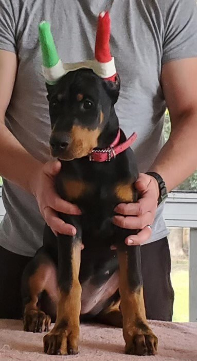 FAQ. Spumanti Dobermans