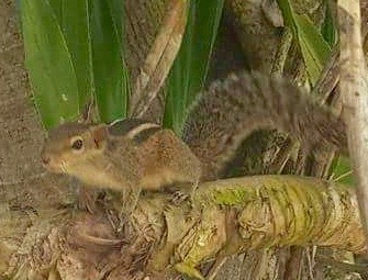 Sri Lanka — Maldives. Milok et Kirok sont des gens positifs et réels. Nous serons ravis de v