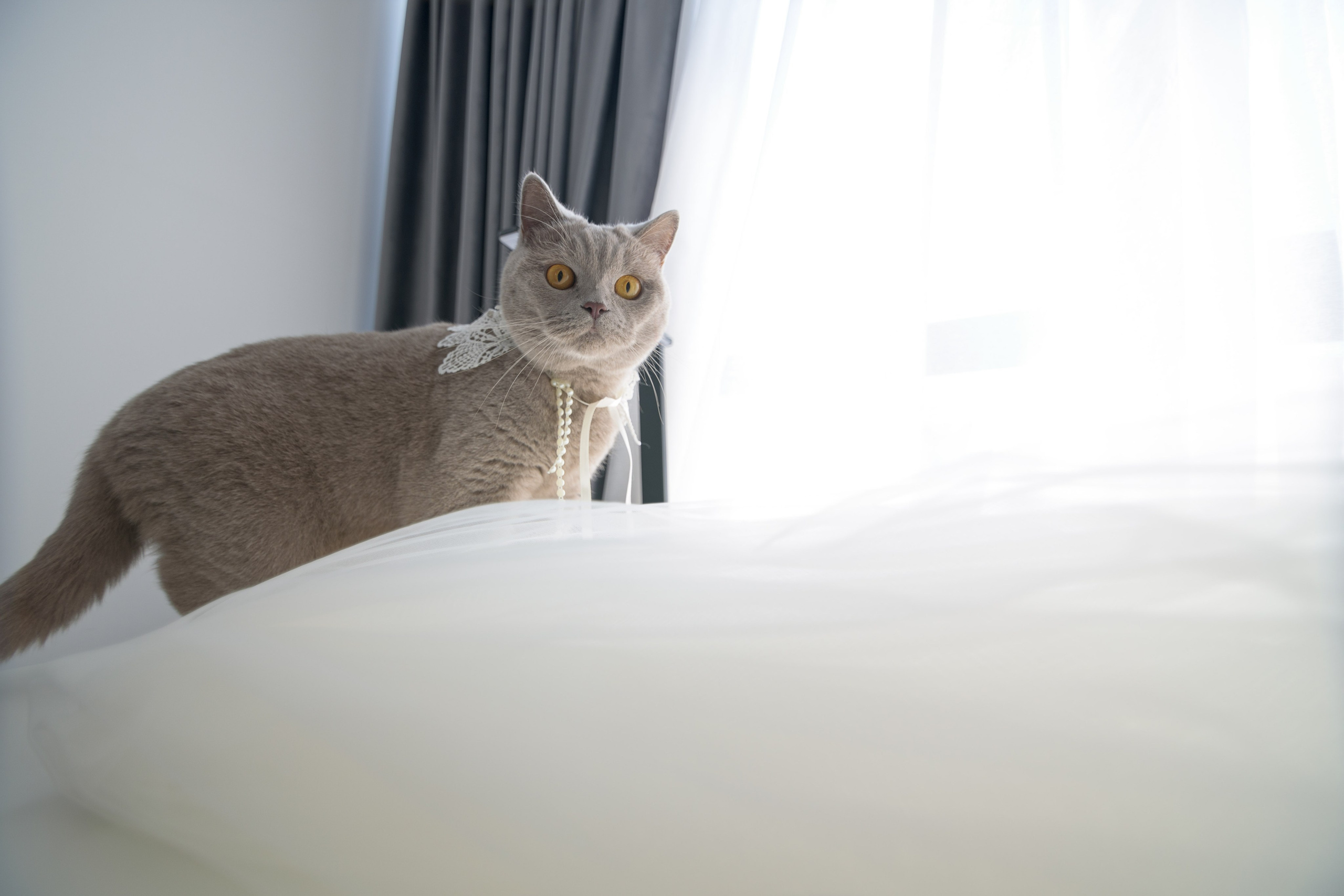 Photographic services. Wedding photographer from Bucharest Eugen Elisei