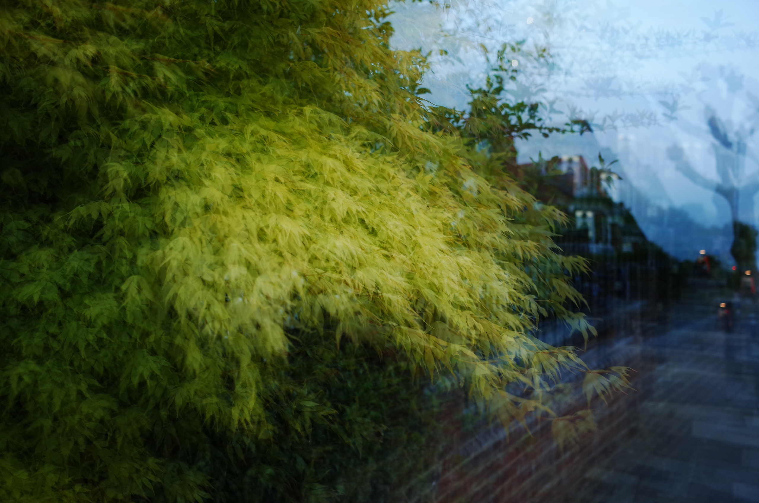 Пламенеющий куст. Виктория Дини. Арт-фотография