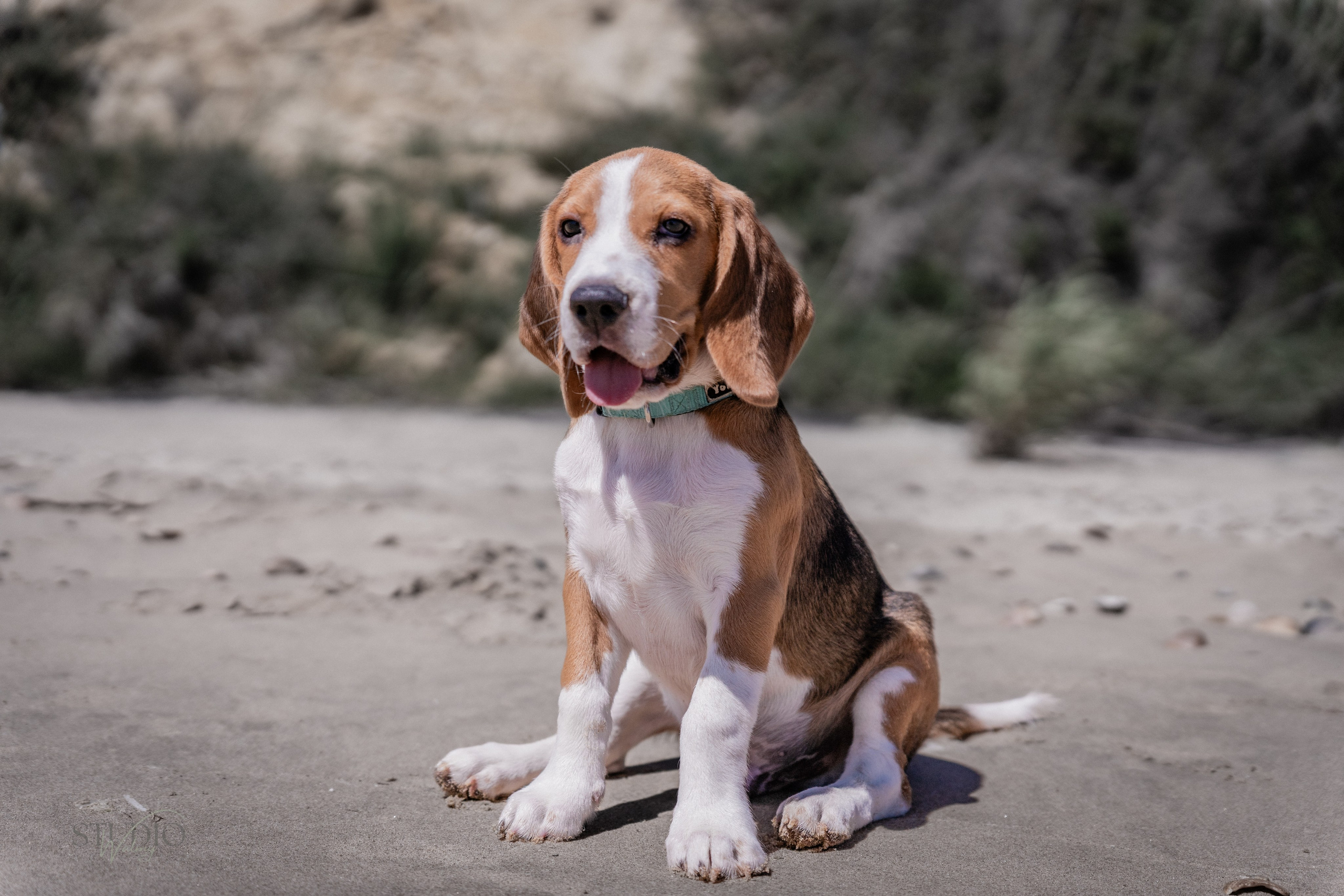 Fotografía animal. Inicio