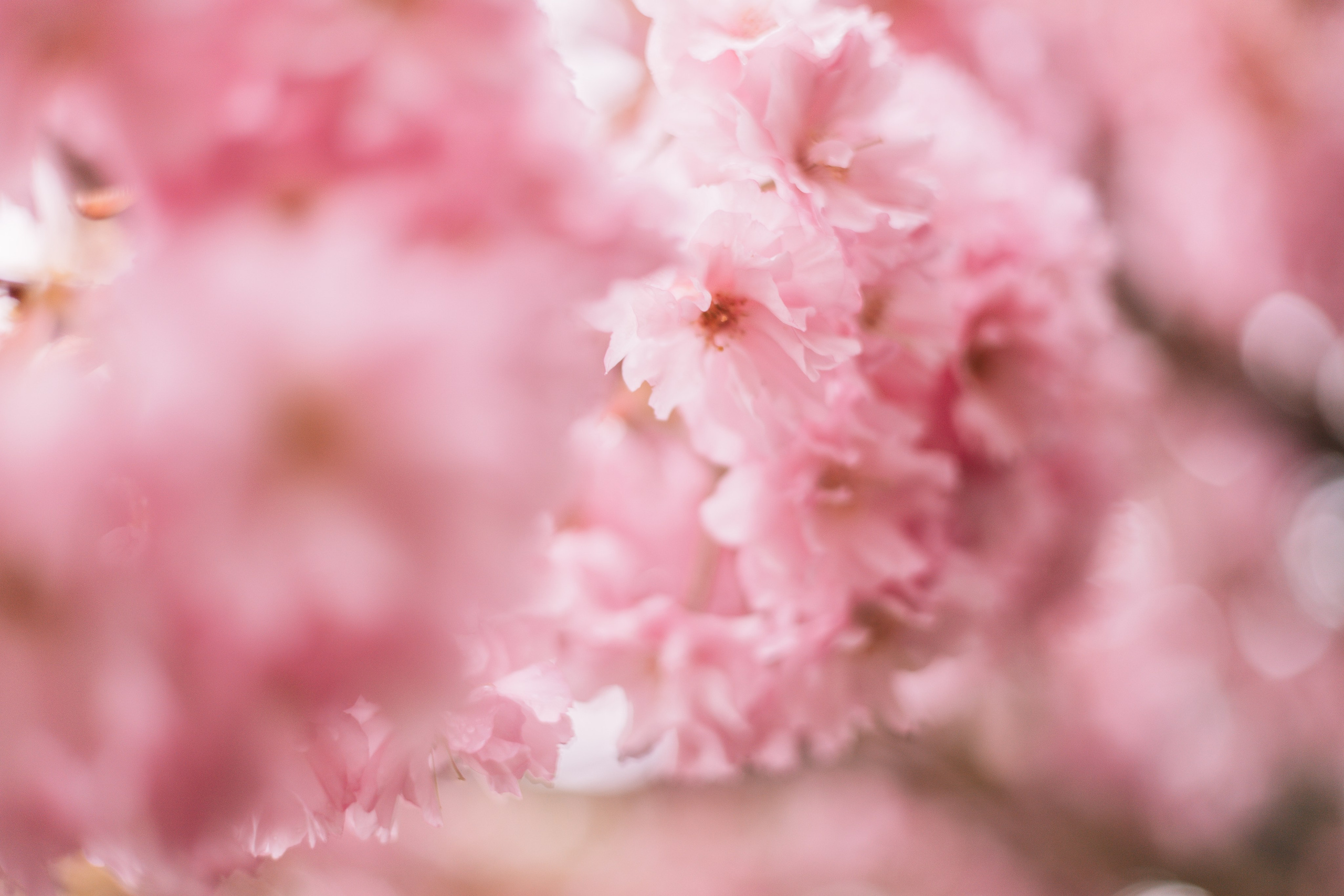 rheinland mainz Ernte suesskirsche kirsche sunset nature obst selbst pflücken 
