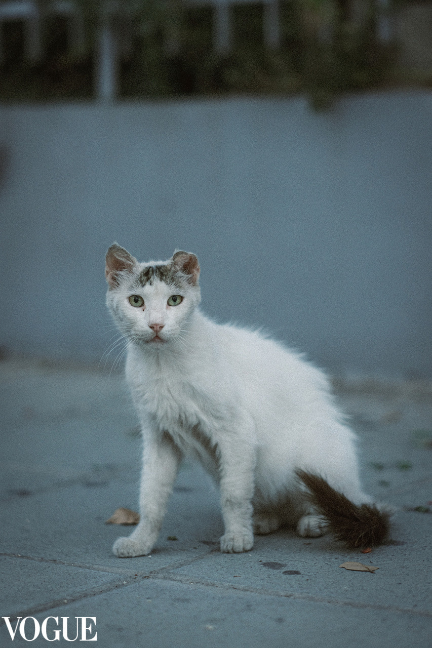 Limassol Stray Cat in Vogue | Vogue Photography | Street Photography | Street Photo |Limassol | YuKo Photography