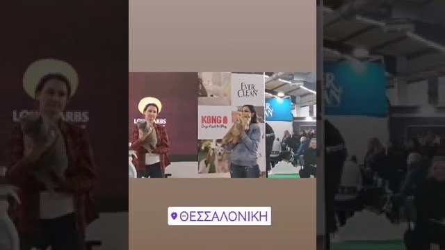 Thessaloniki, Greece, 4-5/02/2023. Εκτροφείο βρετανικής κοντότριχης γάτας στην Ελλάδα, χρυσή βρετανική γά