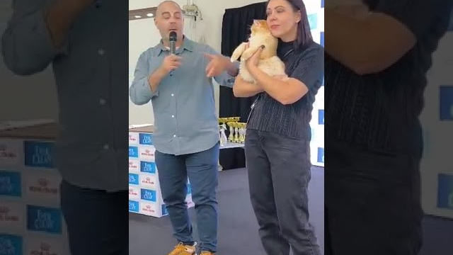 Athens 2-3/12/2023. British shorthair Cyprus, british shorthair cattery in UK, british cat