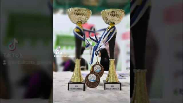 Athens 2-3/12/2023. British shorthair Cyprus, british shorthair cattery in UK, british cat