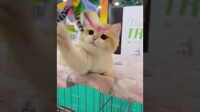 Athens 2-3/12/2023. British shorthair Cyprus, british shorthair cattery in UK, british cat