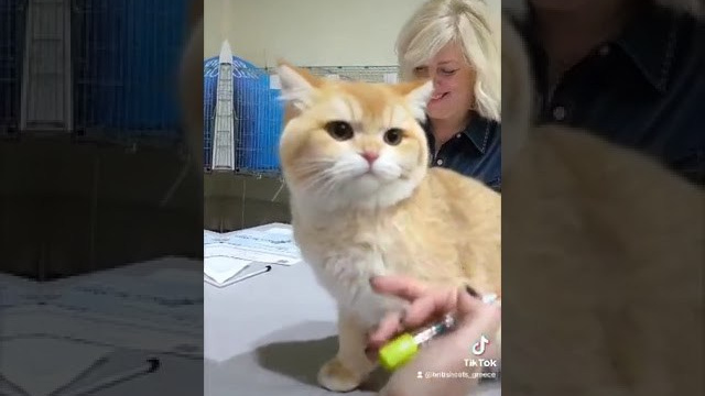 Athens 2-3/12/2023. British shorthair Cyprus, british shorthair cattery in UK, british cat