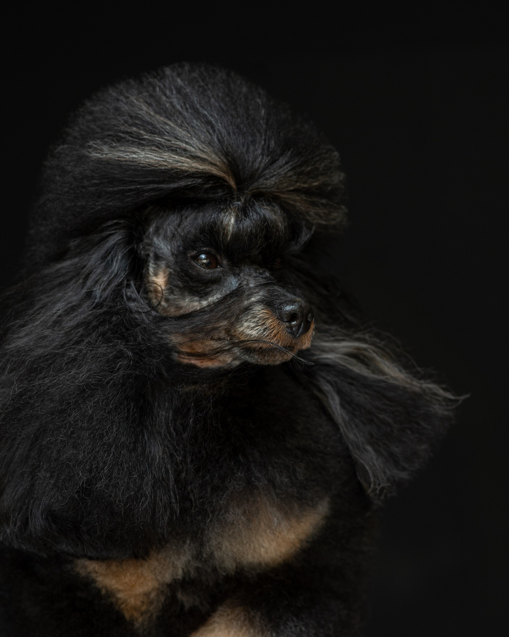 Сколько стоит фотосессия с собакой. Фотограф в Белграде Таня Асфирь