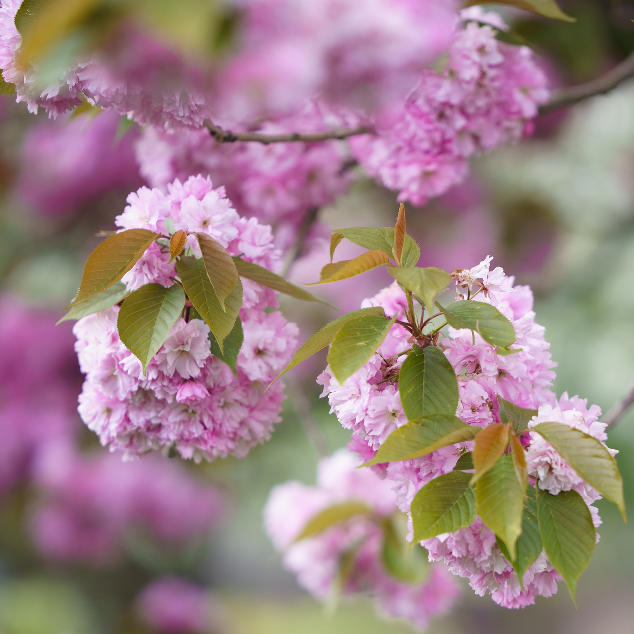 Обо мне. Детский и семейный фотограф в Богнор Регис Елена Уплея