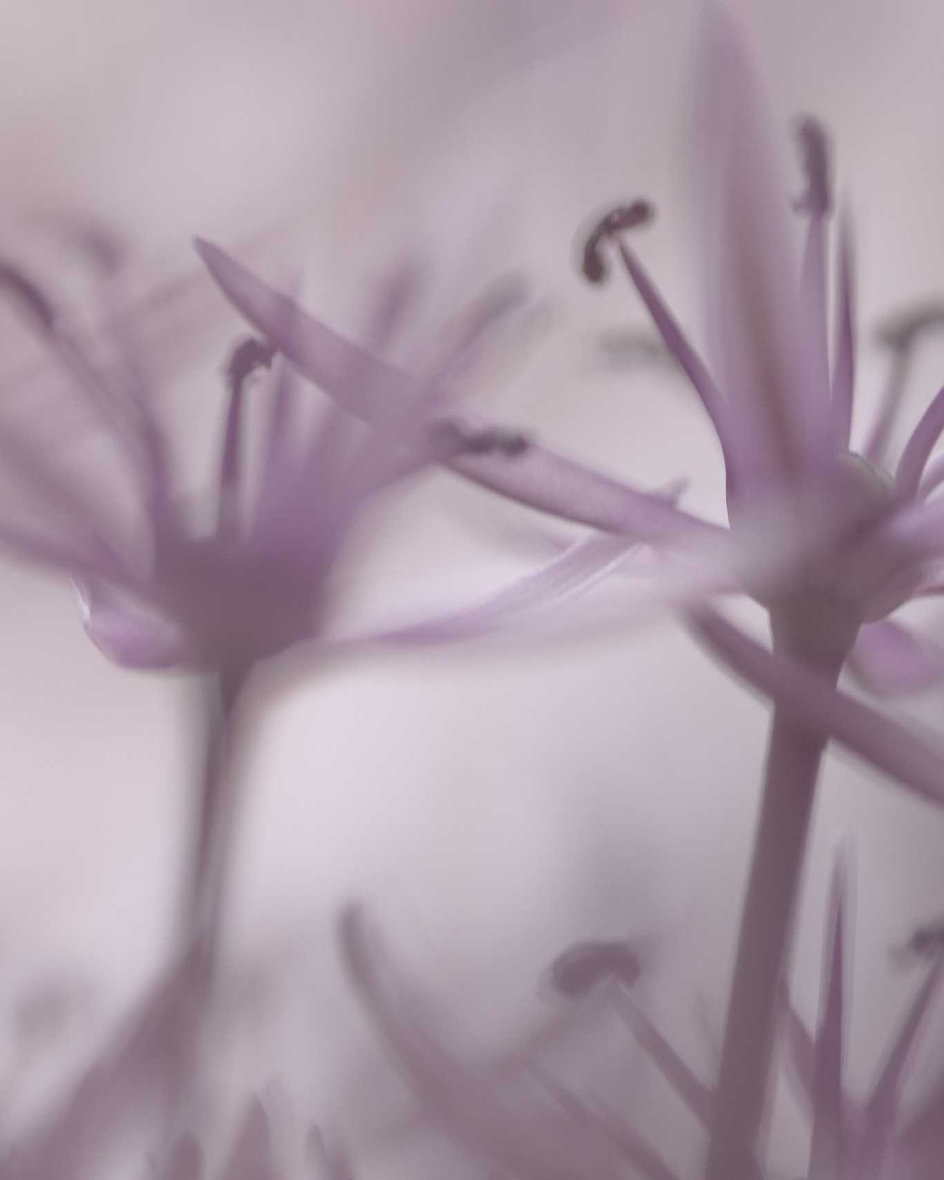 Artwork from the 50 Shades of Purple series by Natalja Poplavska, UK-based visual artist, available for purchase as fine art.