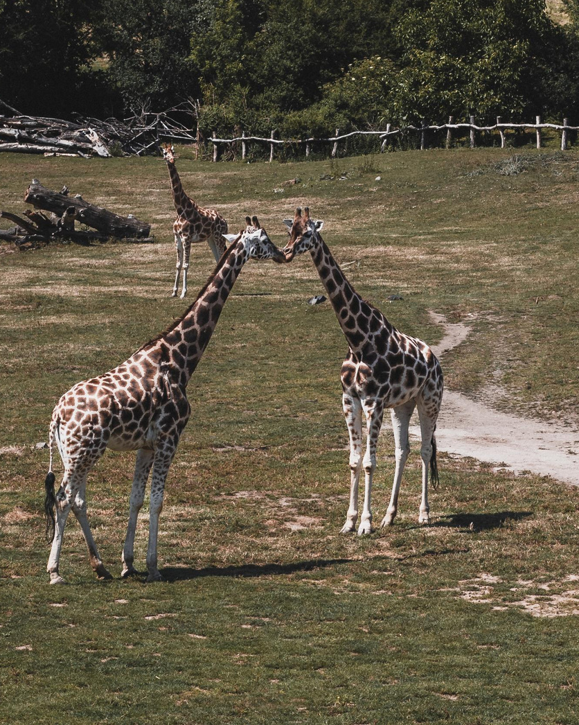 Víra v cokoliv, co ti pomáhá je síla, která tě drží nad vodou, i když se topíš. Dana Lišková — Empathetic Photographer | Introspective Artist |Neurodivergent Coach | Founder of Artepy.cz