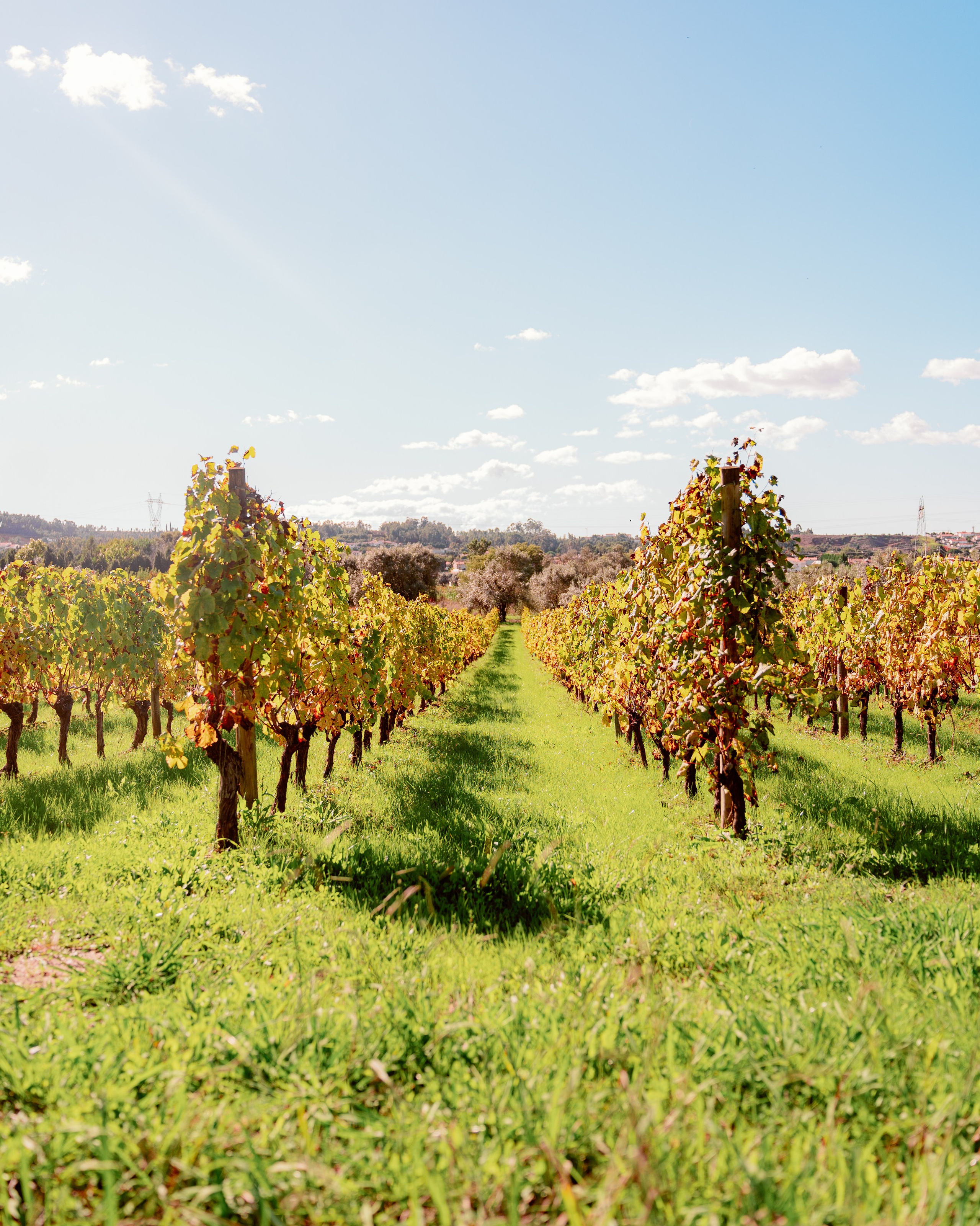 Виноградники в регионе Байррада, Португалия.