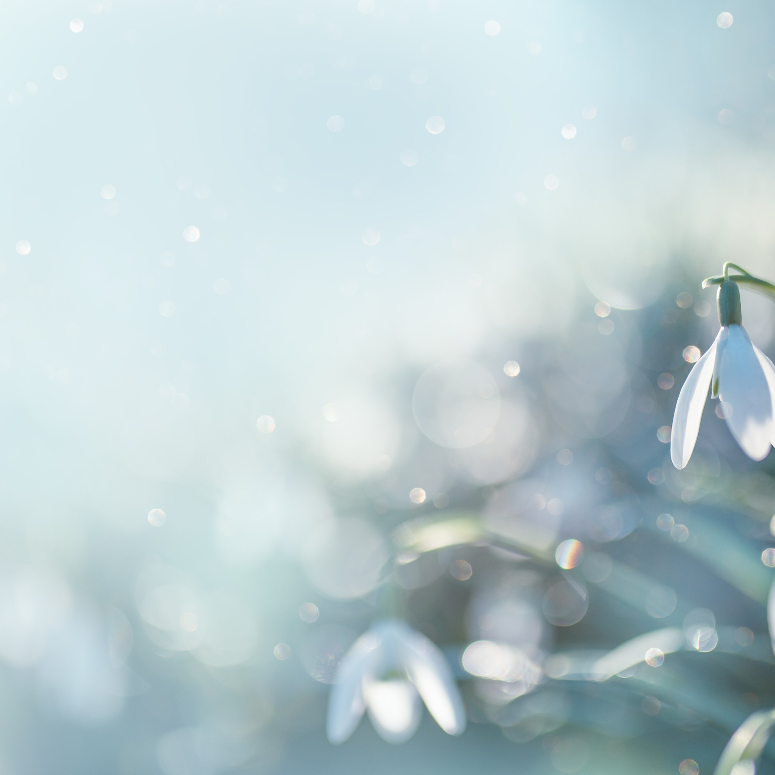 SHOP. Schwarz-weiß Fotografie in Münster. Fotografin Viktoria Roschen