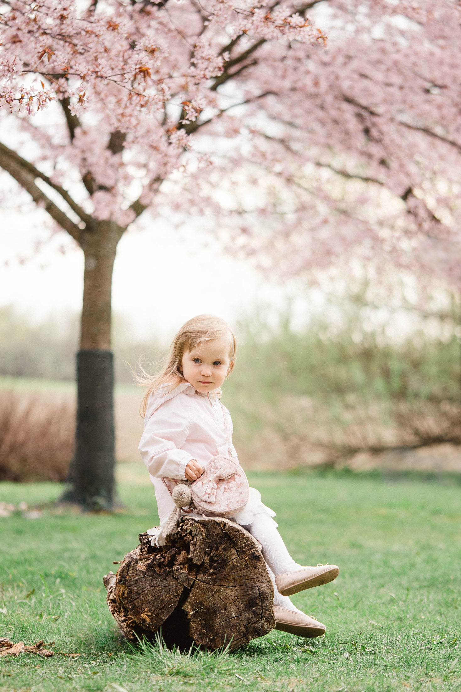 Perhekuvaus kirsikkapuistossa