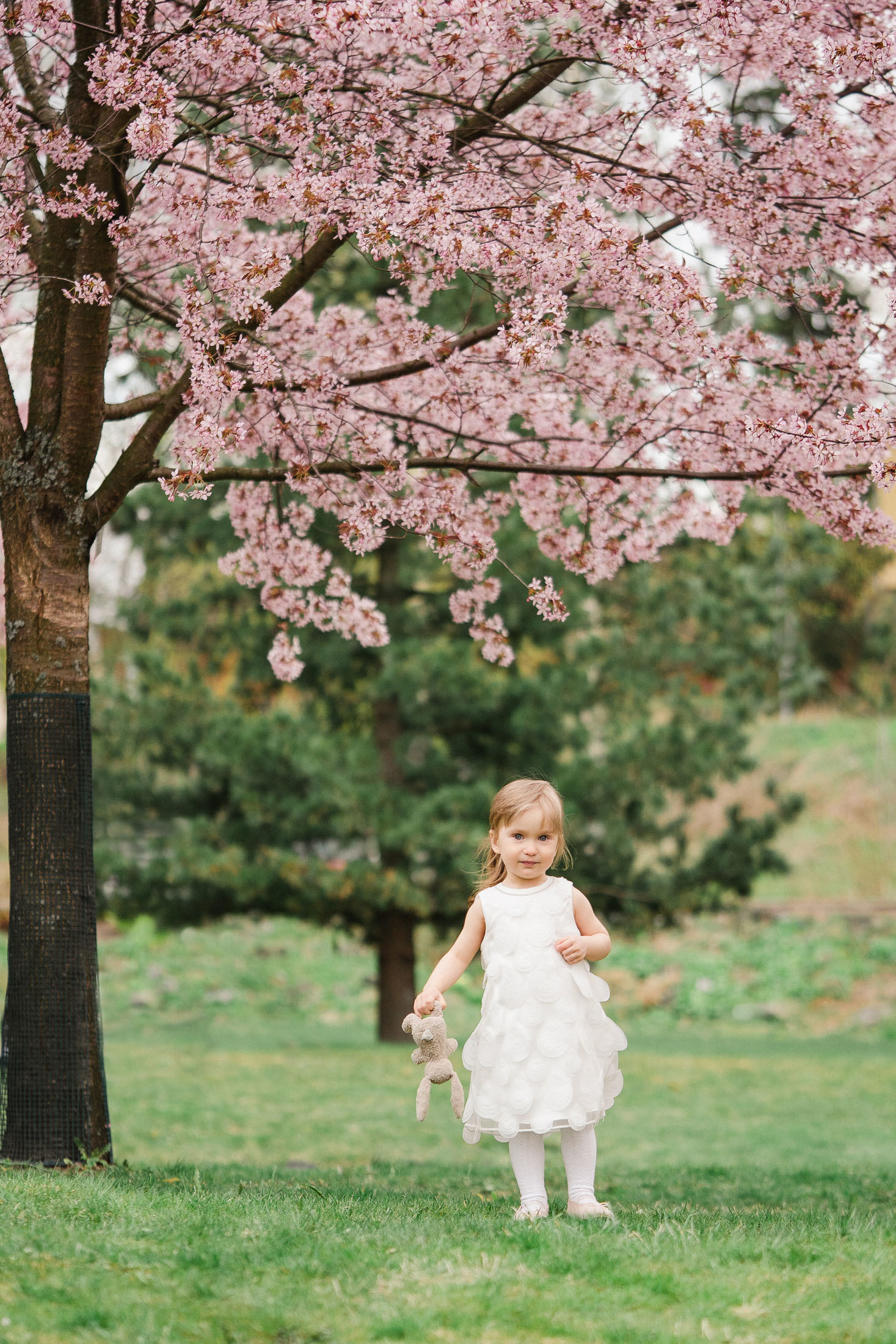 lapsikuvaus kirsikkapuistossa