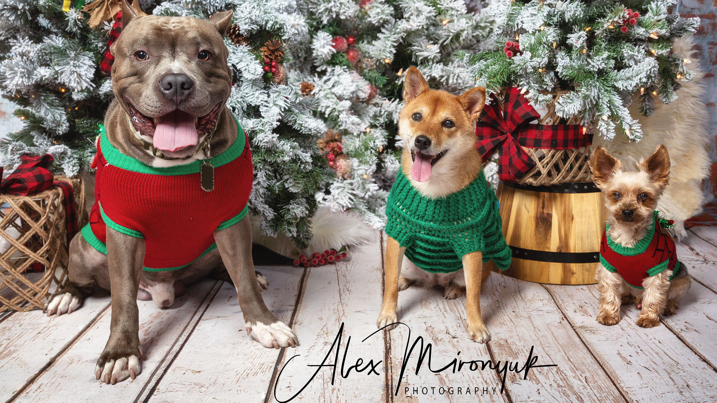 Pet Photography. Pet, Senior, Landscape, portrait studio, photographer in Miami and Sou