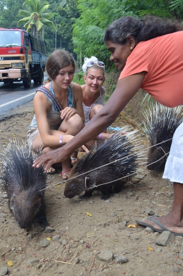 Sri Lanka — Maldives. Milok et Kirok sont des gens positifs et réels. Nous serons ravis de v