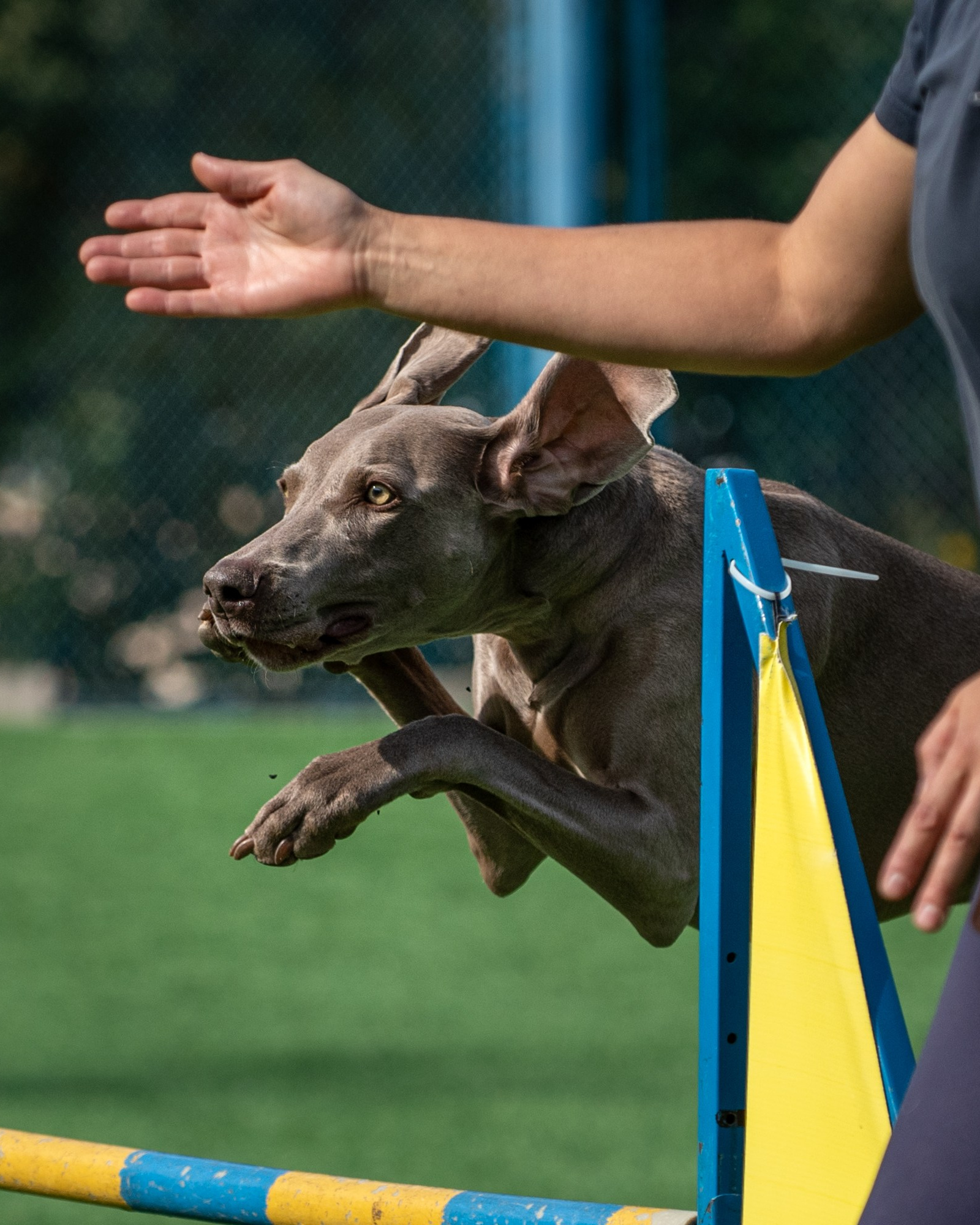 Сколько стоит фотосессия с собакой. Фотограф в Белграде Таня Асфирь