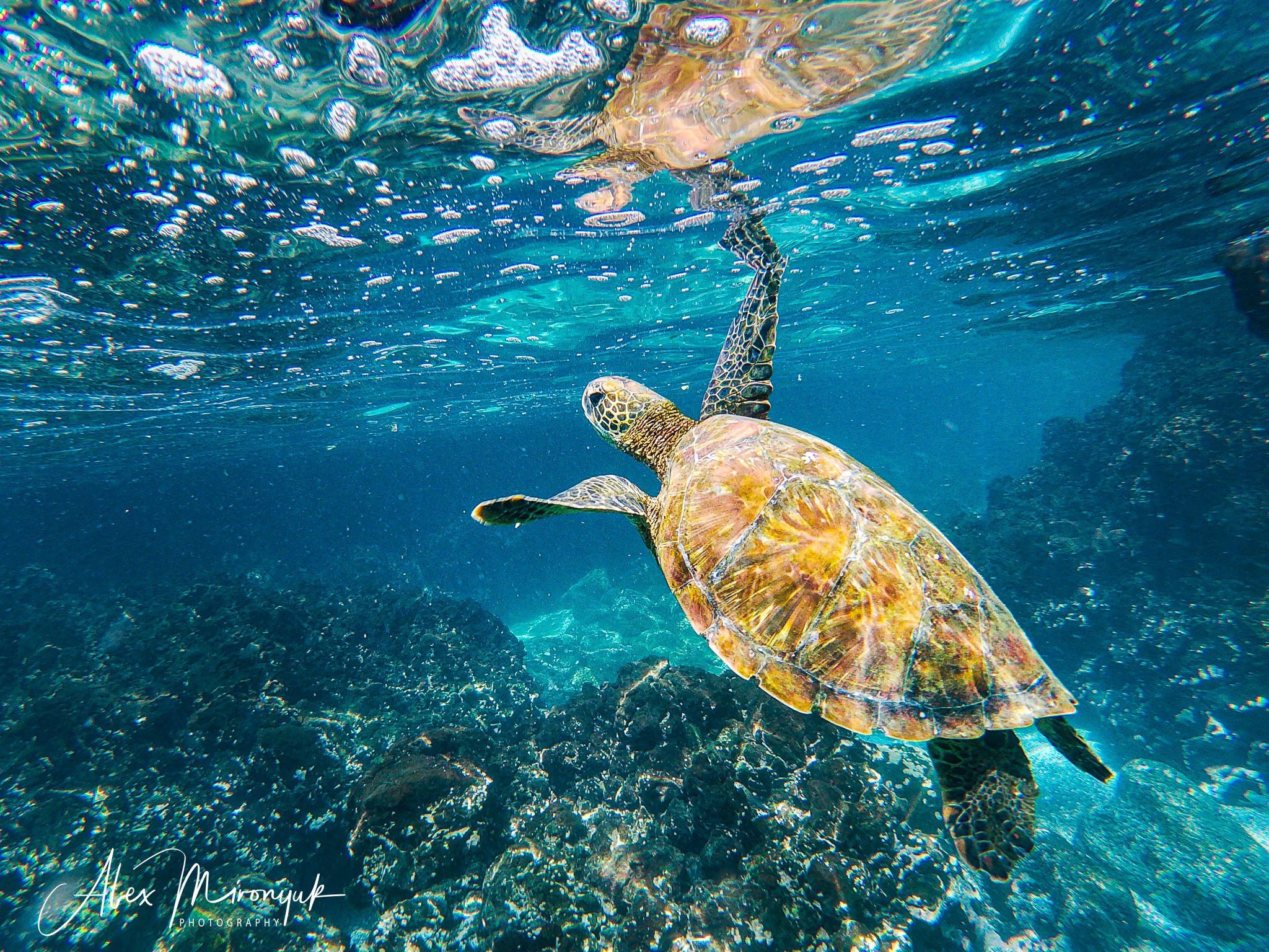 Galapagos Islands Adventure. Pet, Senior, Landscape, portrait studio, photographer in Miami and Sou