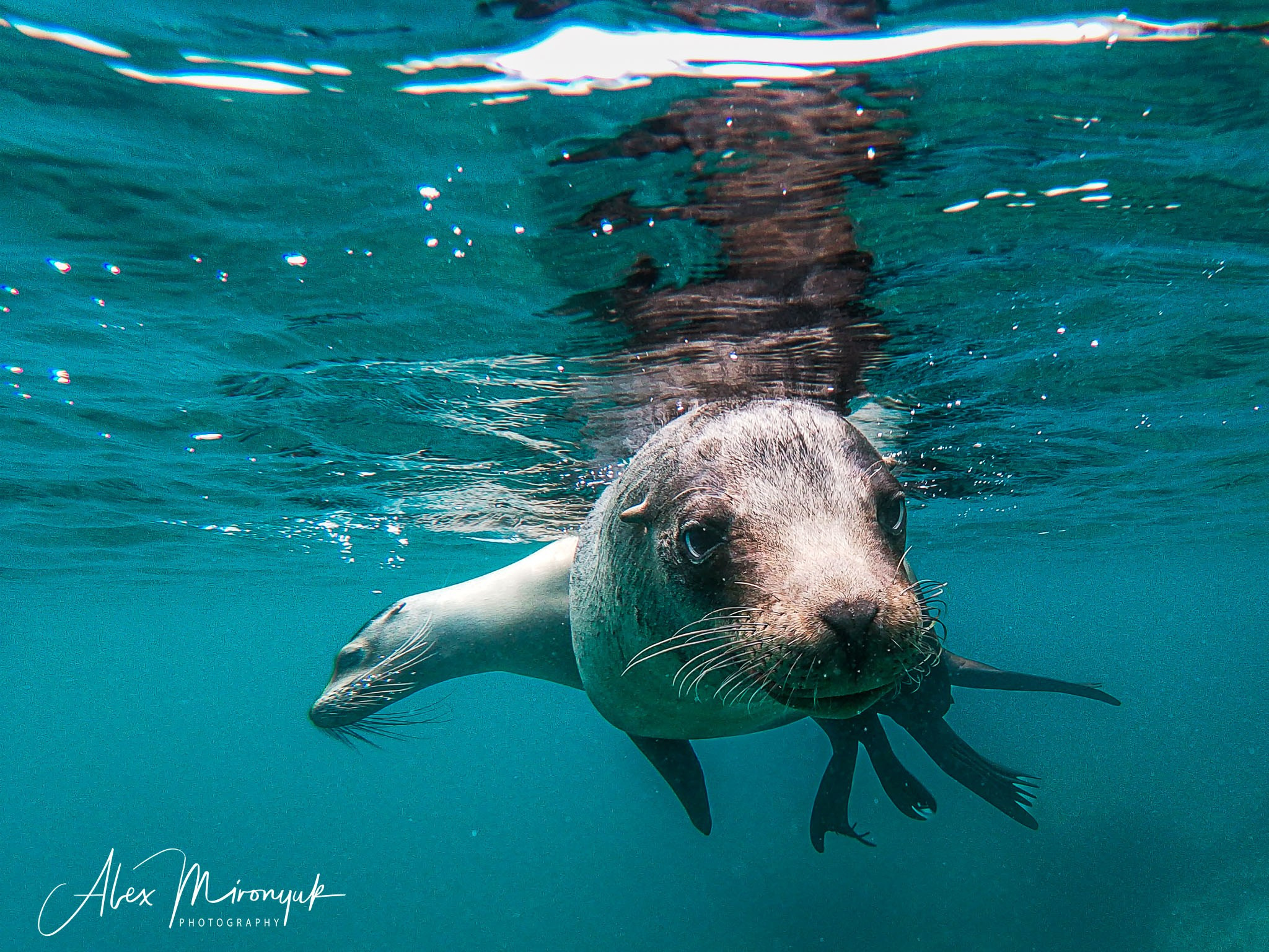 Galapagos Islands Adventure. Pet, Senior, Landscape, portrait studio, photographer in Miami and Sou