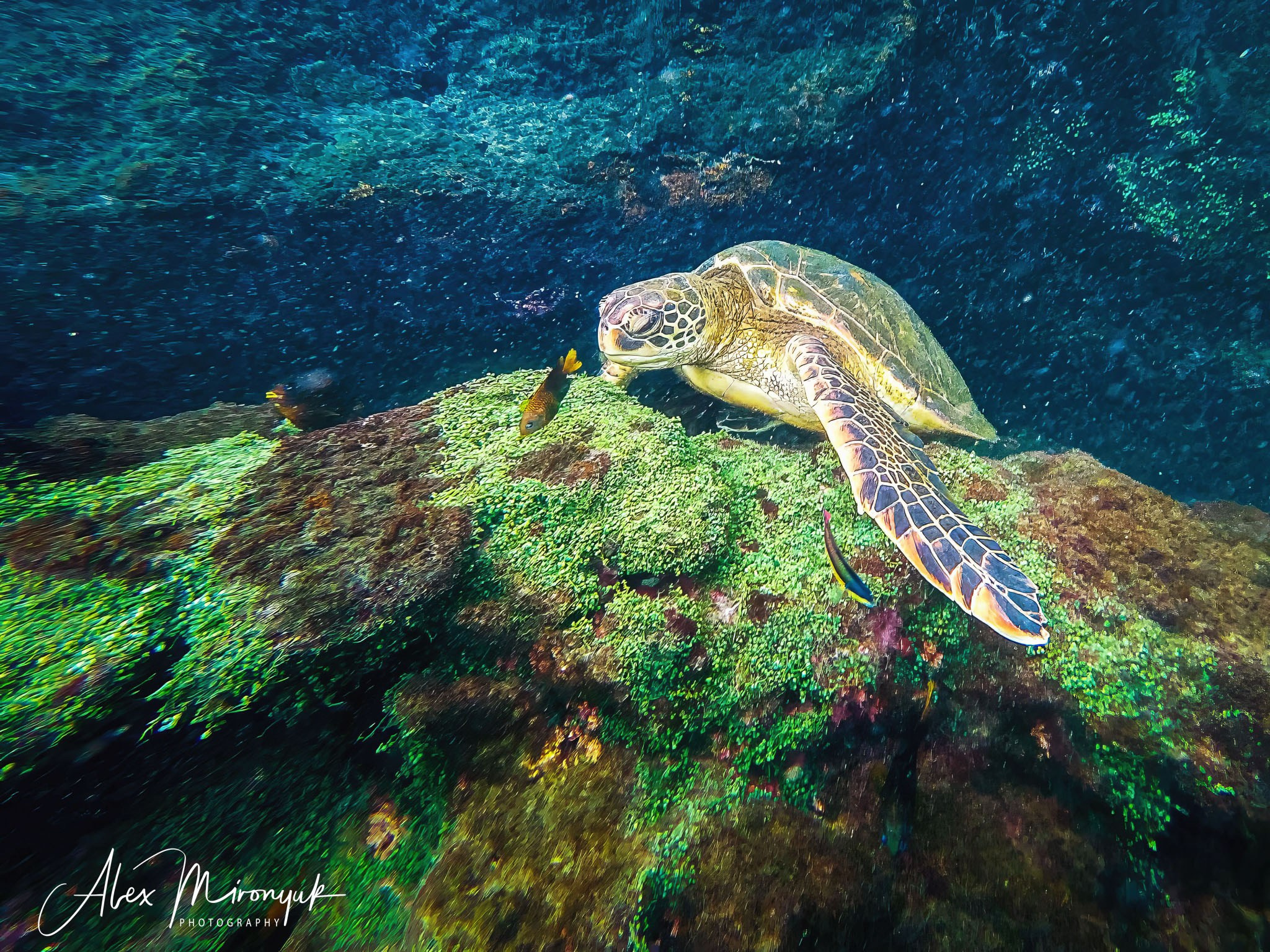 Galapagos Islands Adventure. Pet, Senior, Landscape, portrait studio, photographer in Miami and Sou