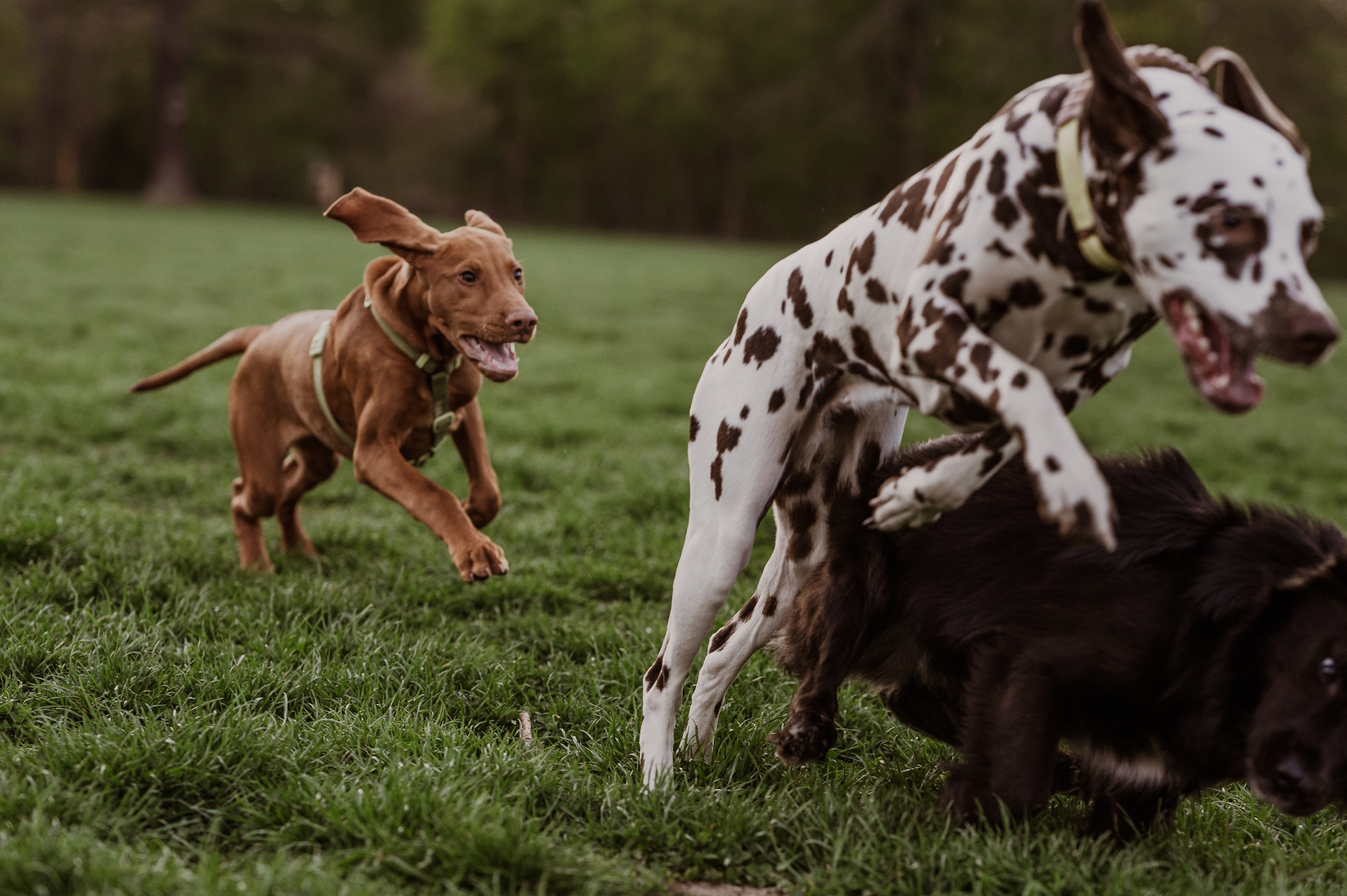 Spontanes Hunderudel im Rosental – Ori trifft neue Freunde. RawPeek