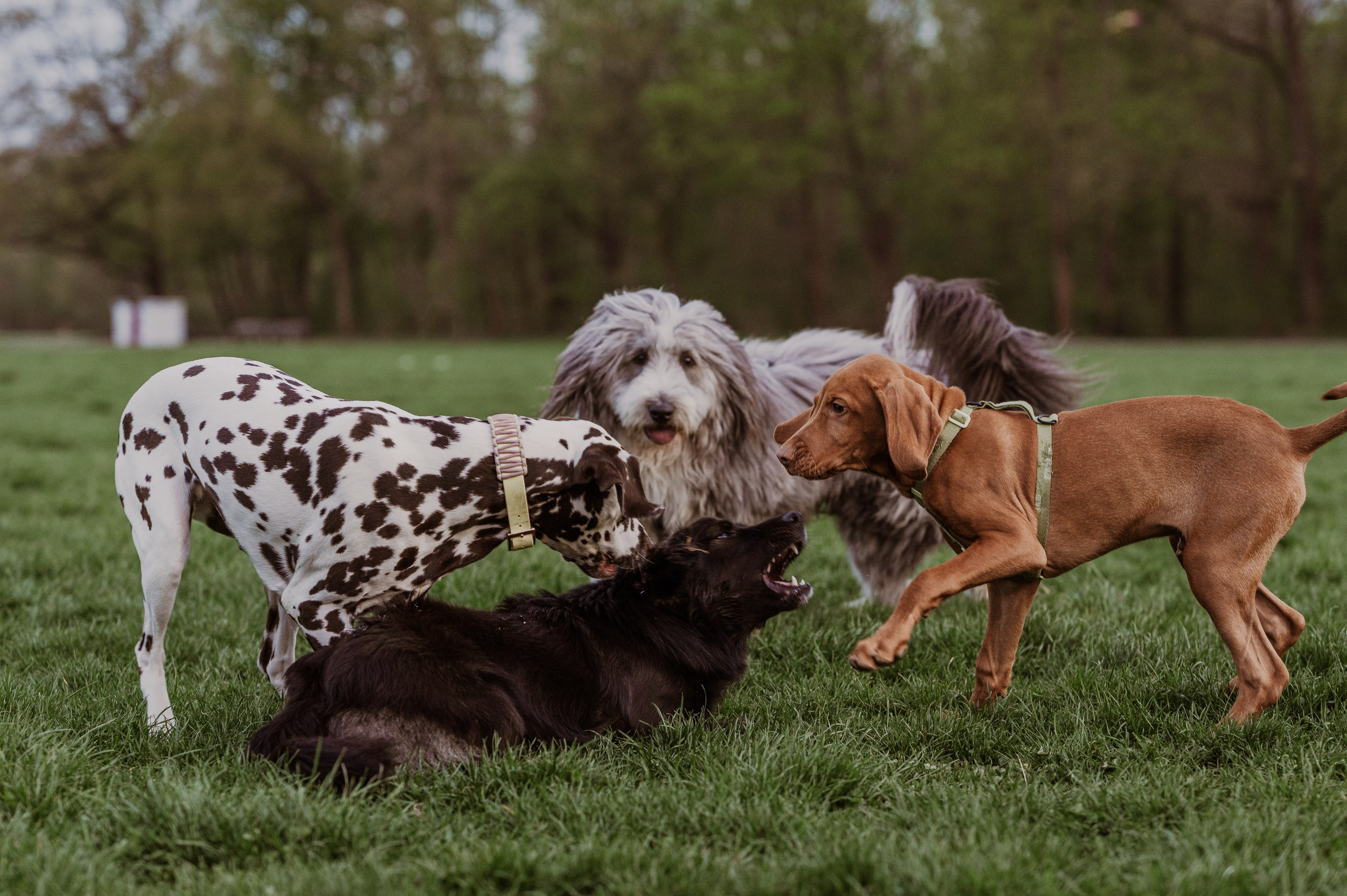Spontanes Hunderudel im Rosental – Ori trifft neue Freunde. RawPeek