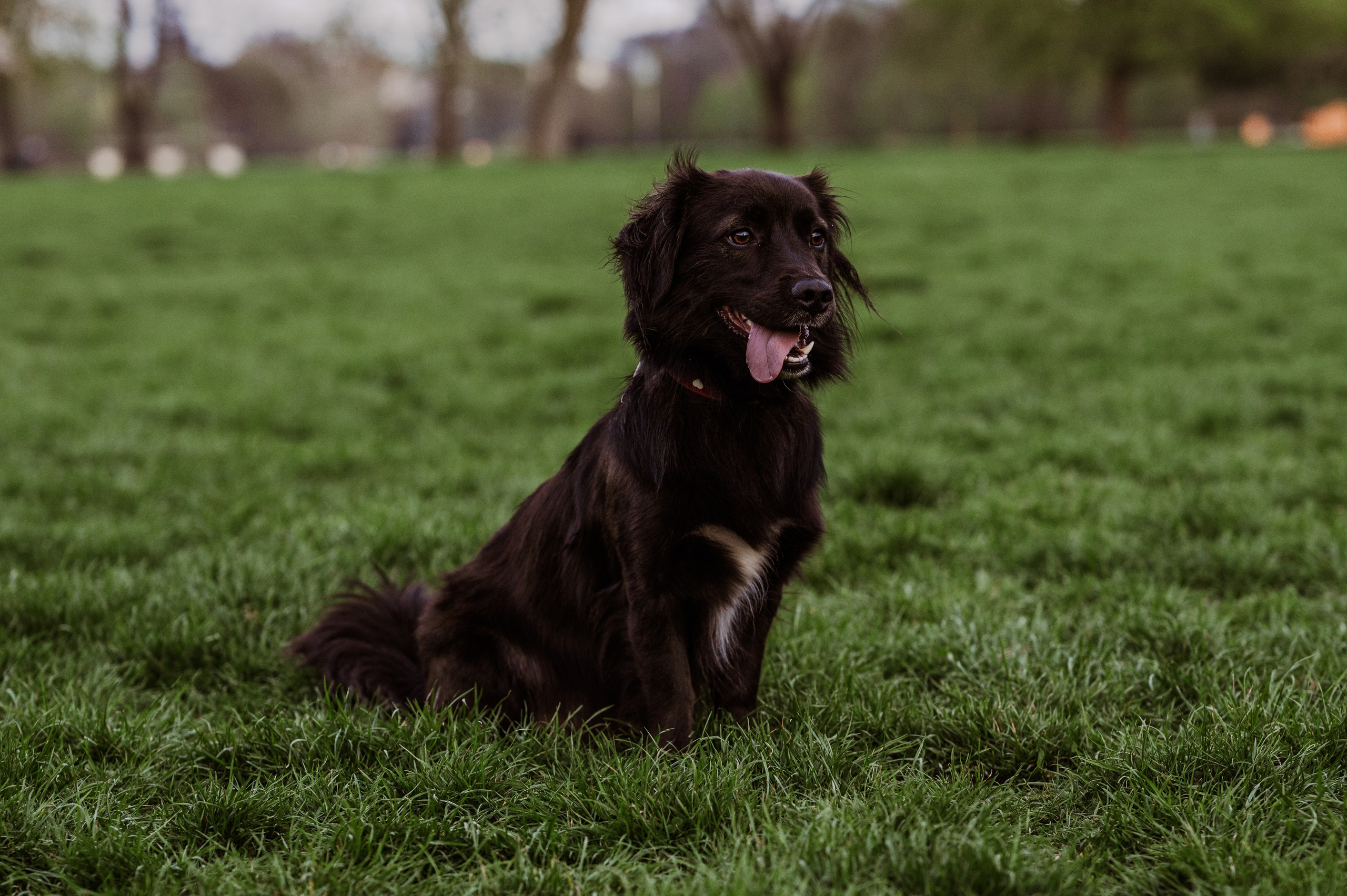 Spontanes Hunderudel im Rosental – Ori trifft neue Freunde. RawPeek