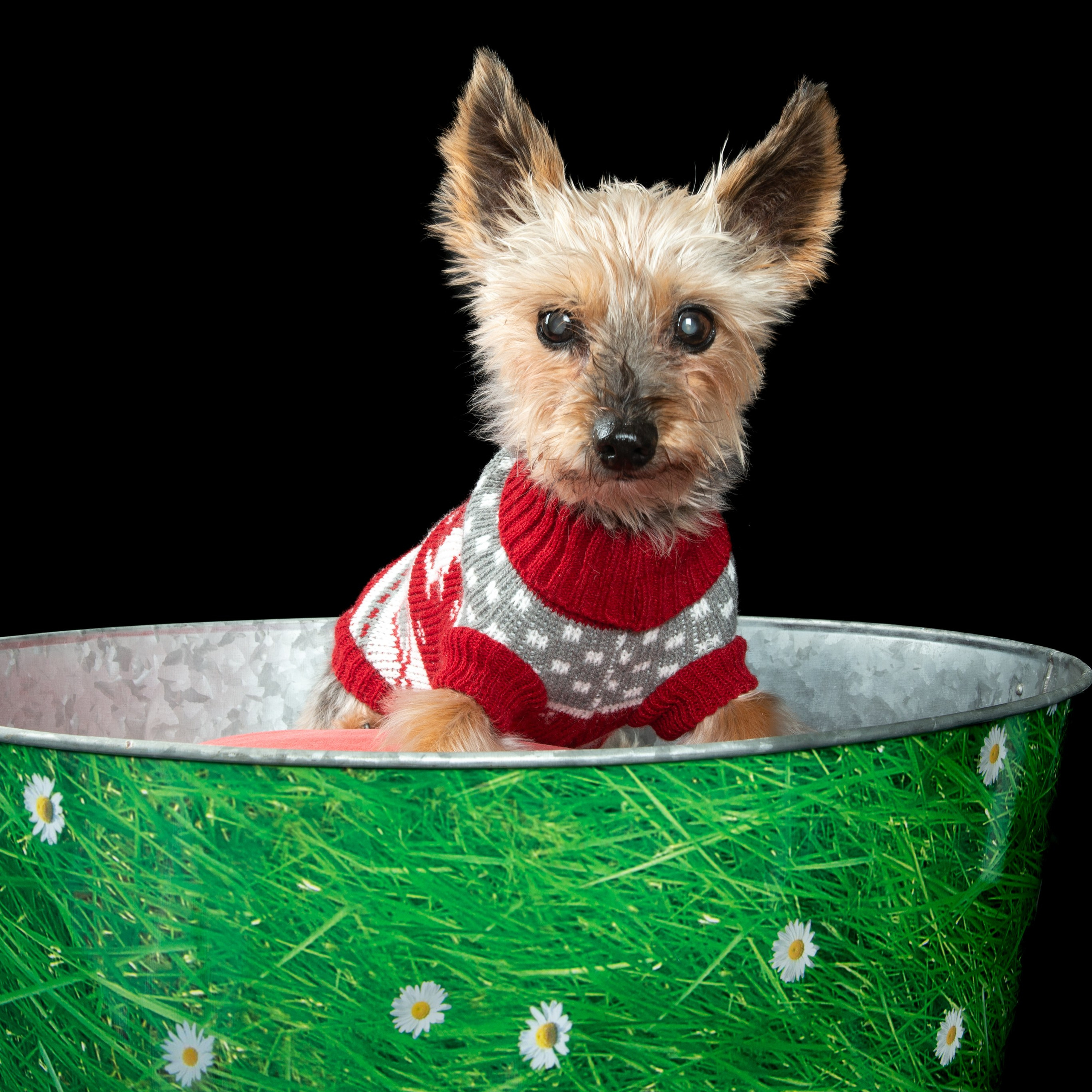 Migui Expressive, fotógrafo en Foto Suárez Robaina / Especialista en bodas, comuniones y retratos en Telde, Gran Canaria