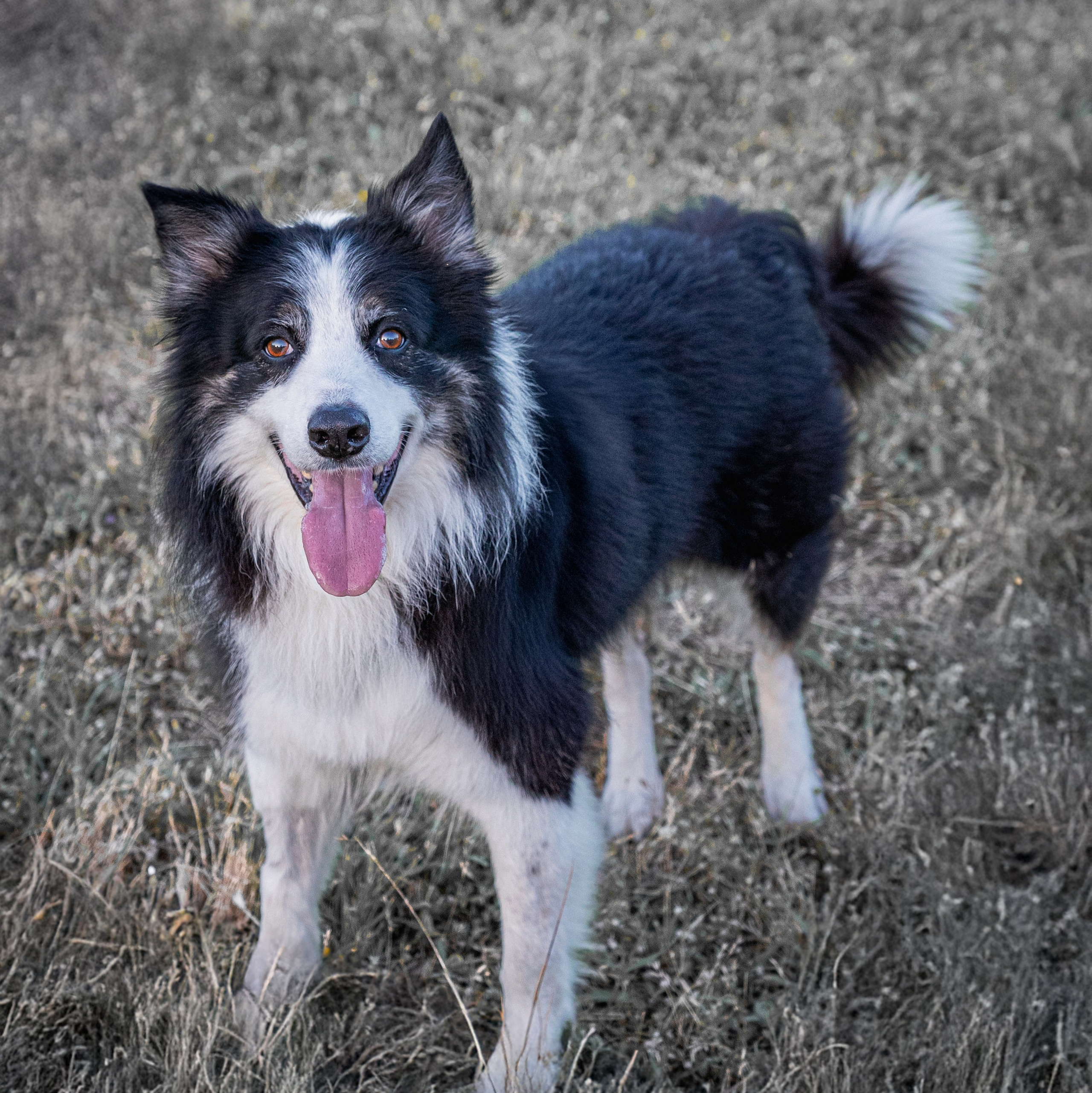 Fotografía animal. Inicio