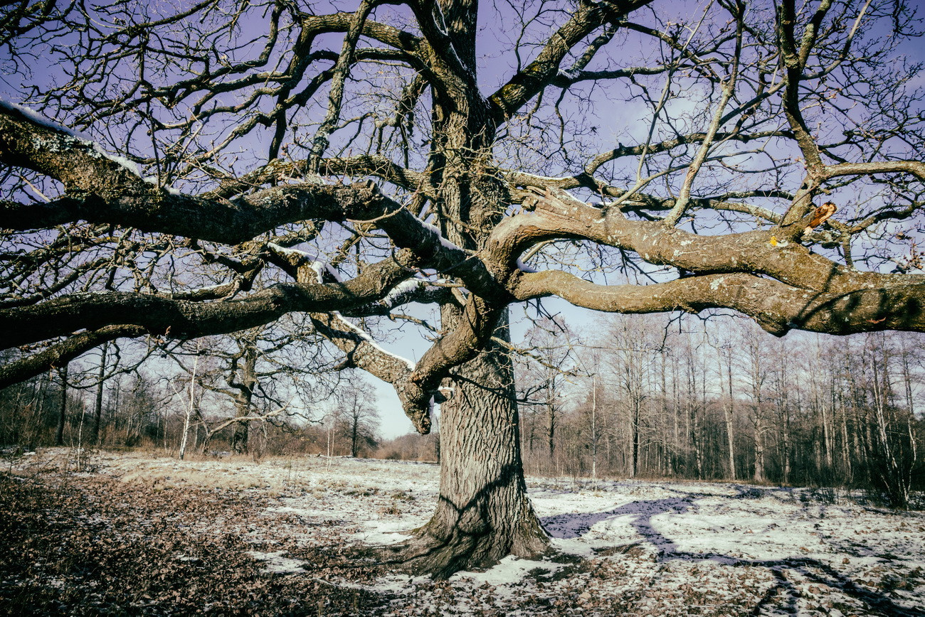 Фото проект «Возвращение к корням».    Дараганово. 