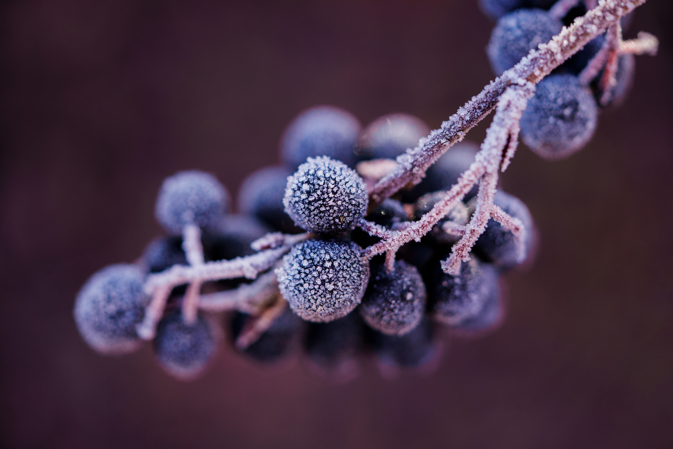 Sunny Action for Photoshop