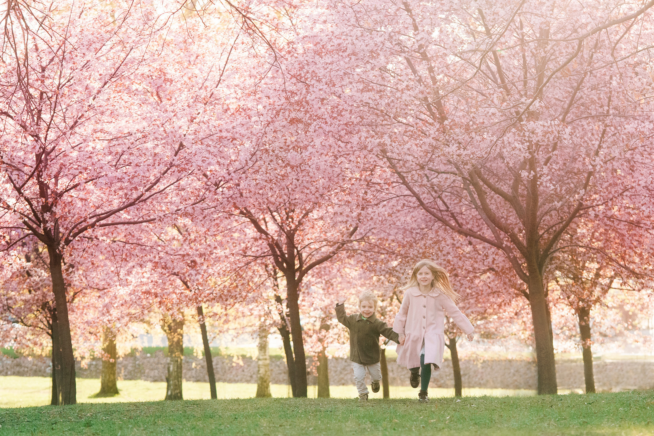 Kirsikkakuvaus, omenatarhakuvaus