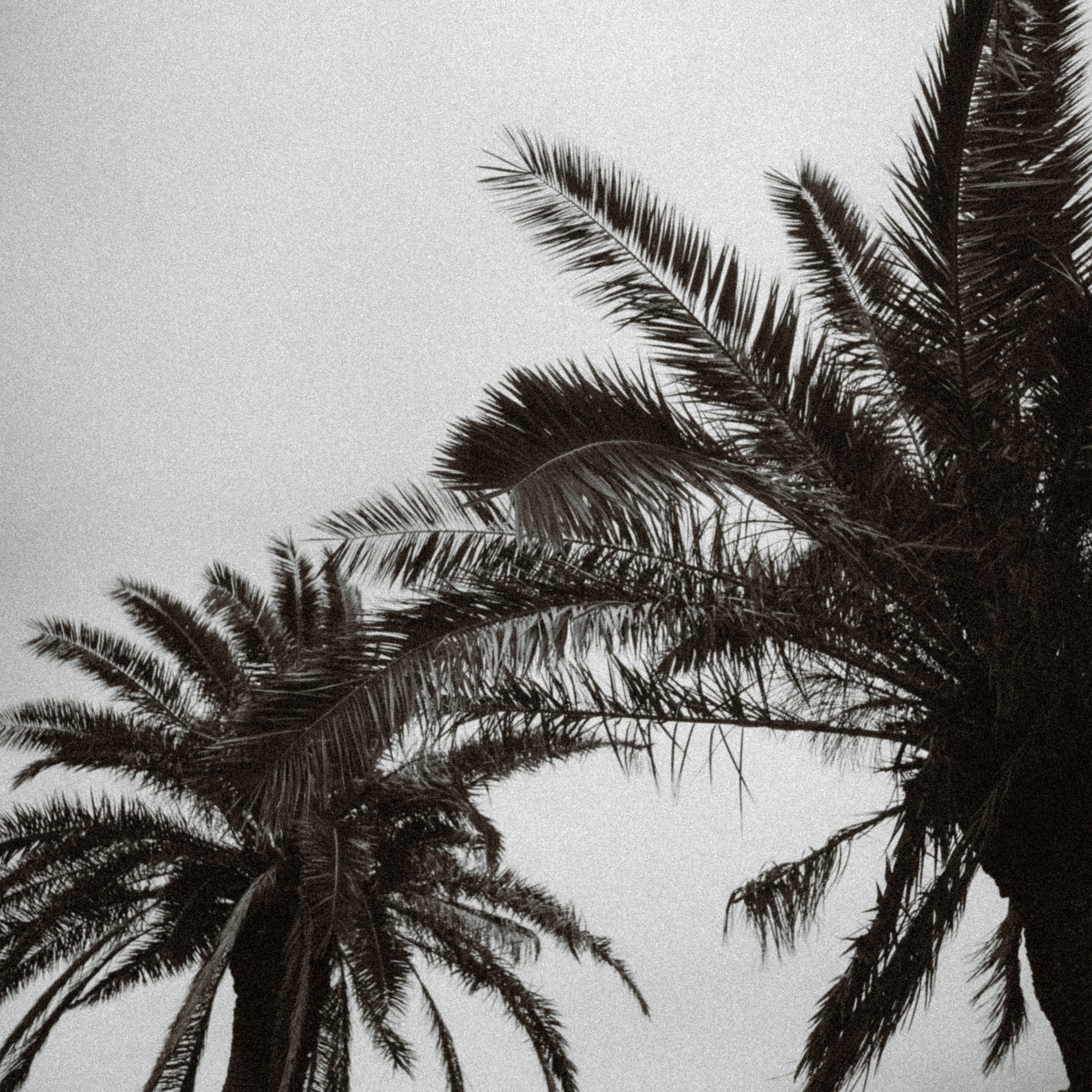 RECIPE: 01 (PL). Mike Avelli