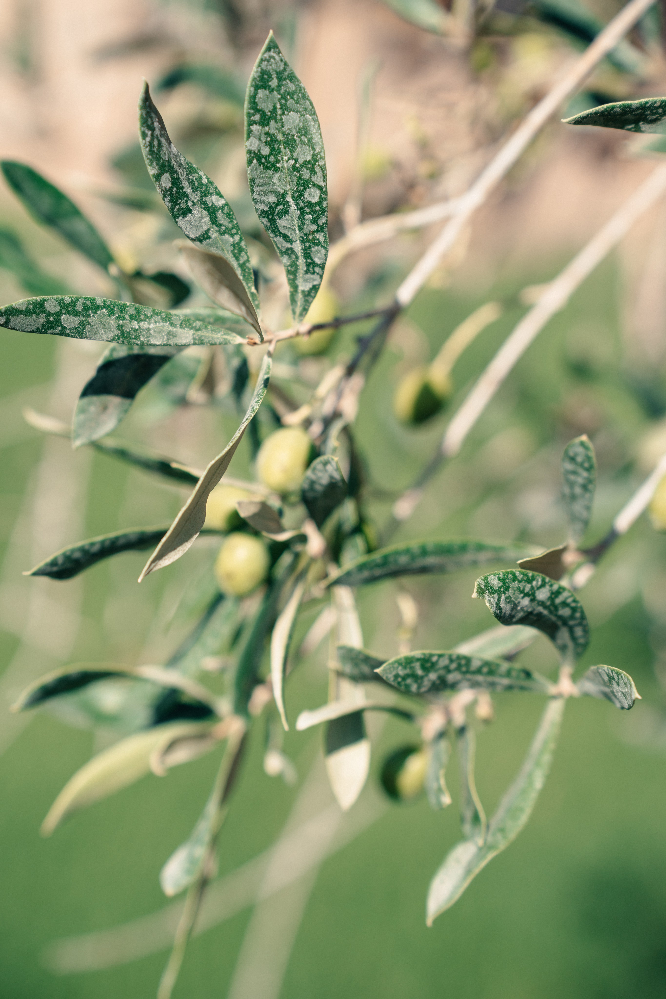 J & P Mallorca, Villa Sacasabona. Hochzeitsfotograf für Moers, Niederrhein, Düsseldorf, NRW und Deutschland