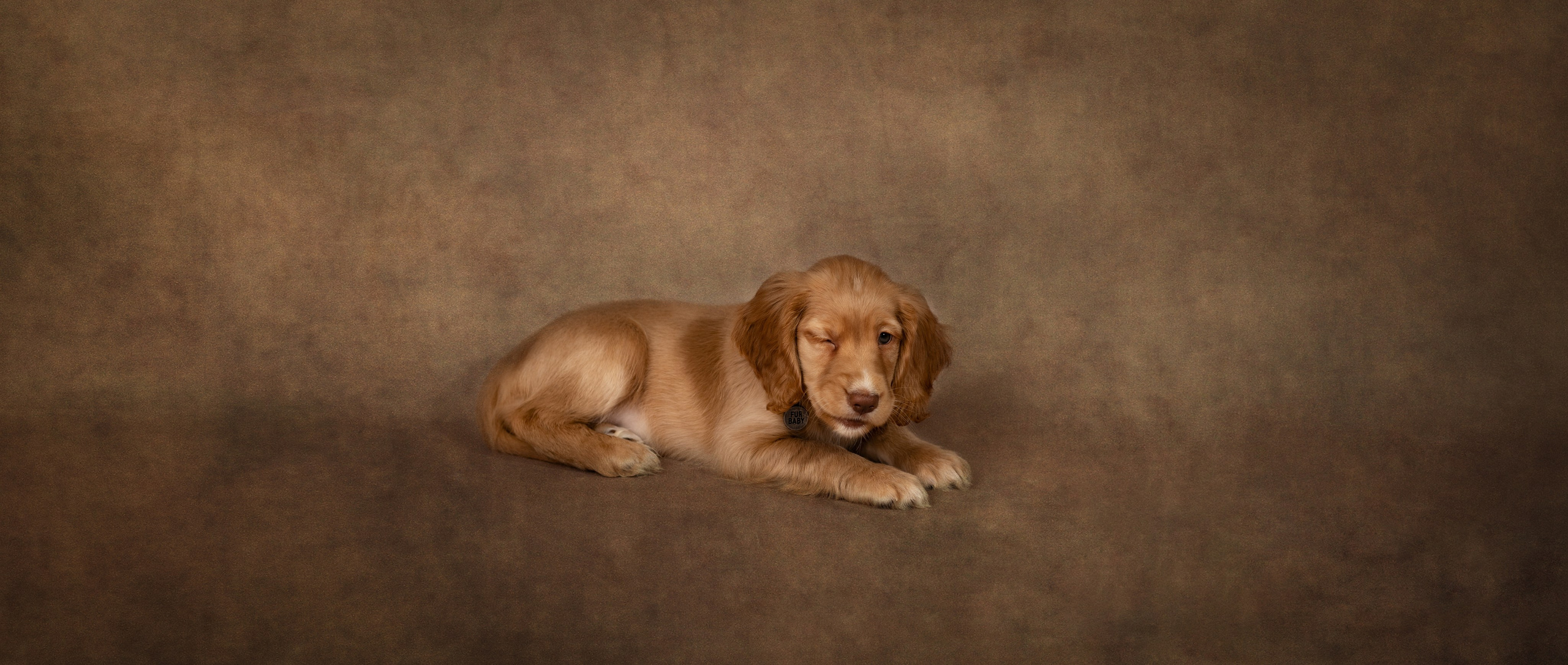 Pets photographer based in Stevenage, Hertfordshire. Stevenage, Hertfordshire family, maternity and newborn photographer