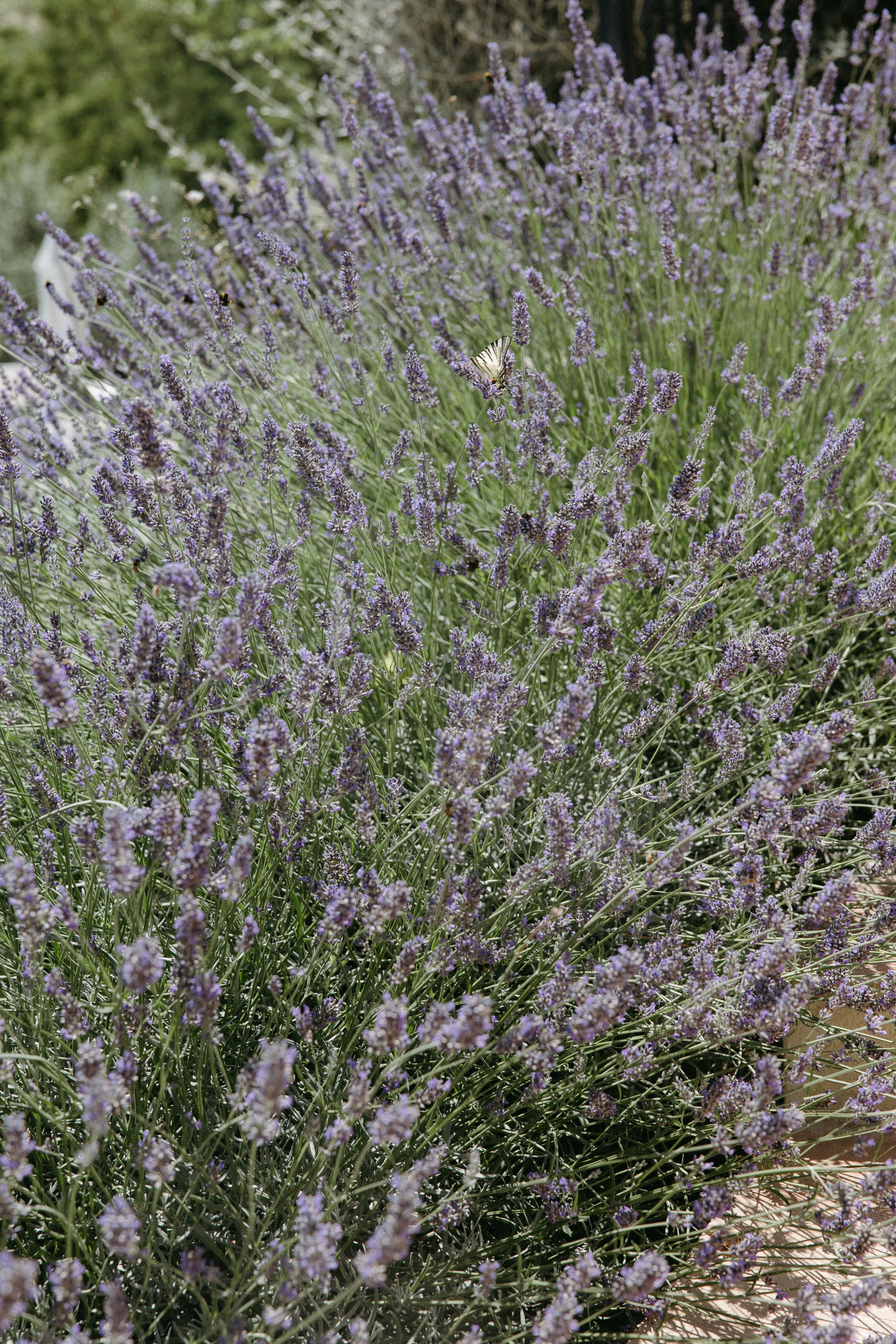 Sofia&Falk. Wedding photographer Italy