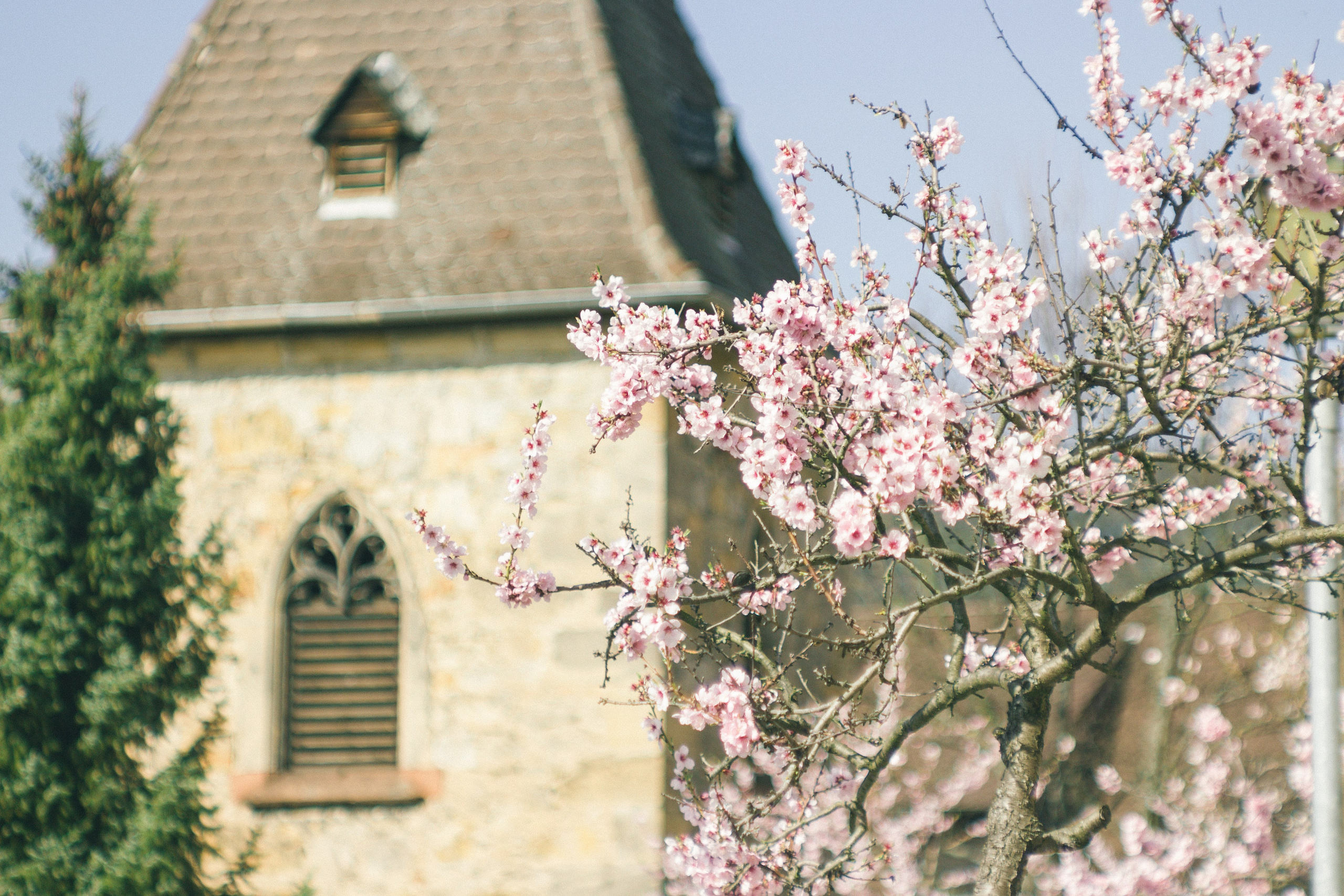 Цветущий миндаль в Пфальце. Фотограф в Германии — Мария Чистякова