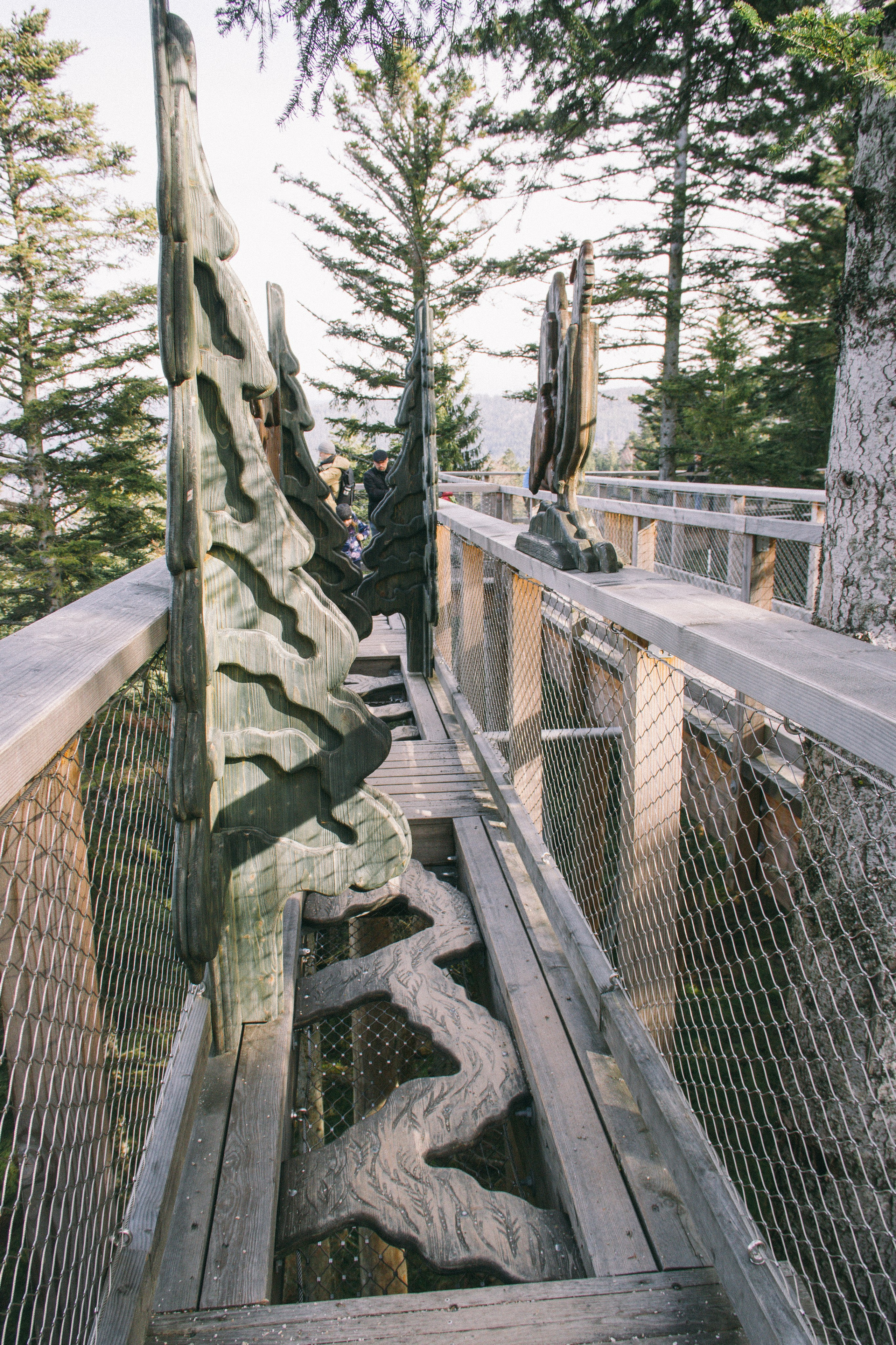 Над вершинами деревьев Baumwipfelpfad. Фотограф в Германии — Мария Чистякова