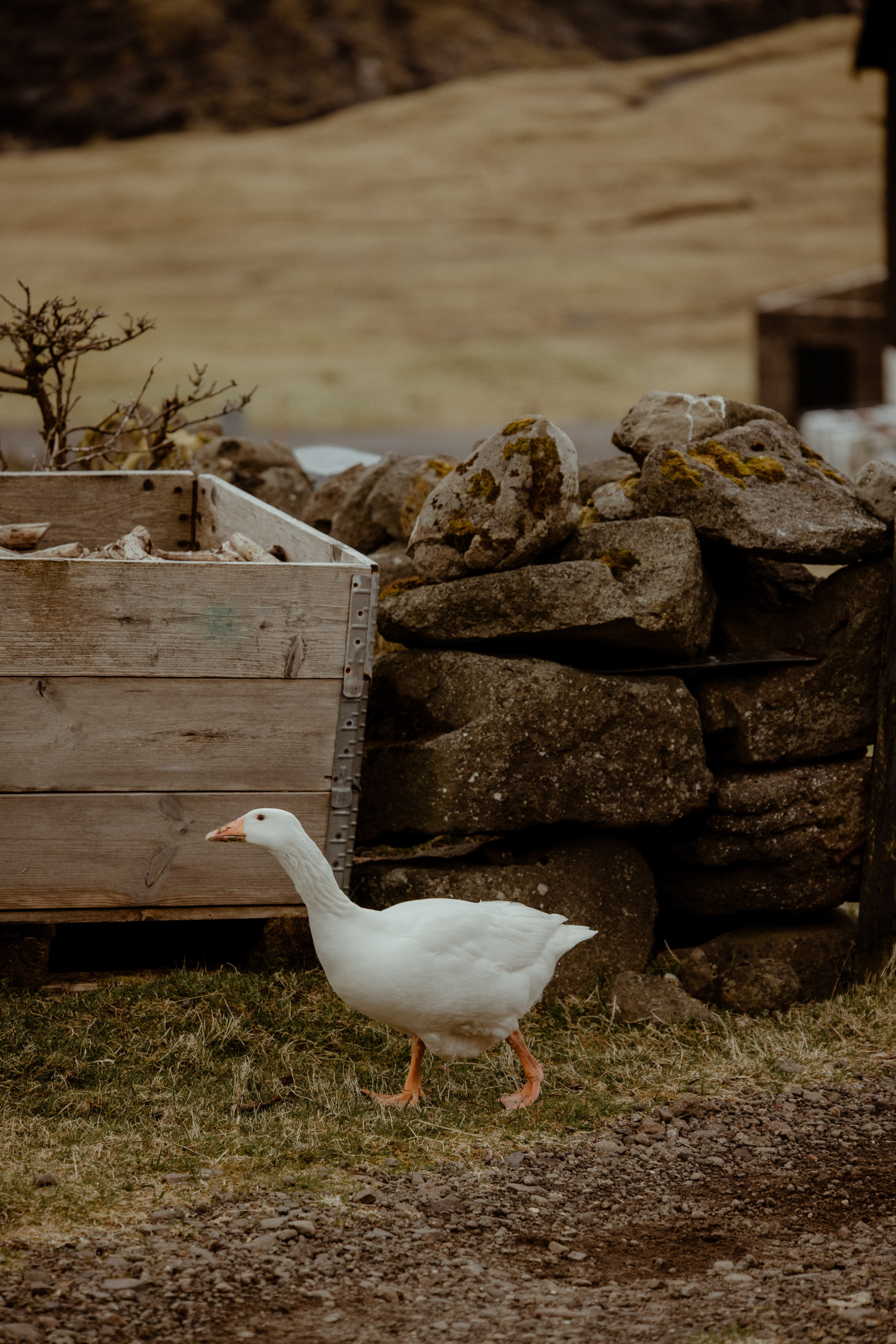 Faroe Islands elopement | Adventure wedding in Faroe Islands. Iceland elopement photo and video | Nikolaichik Photo