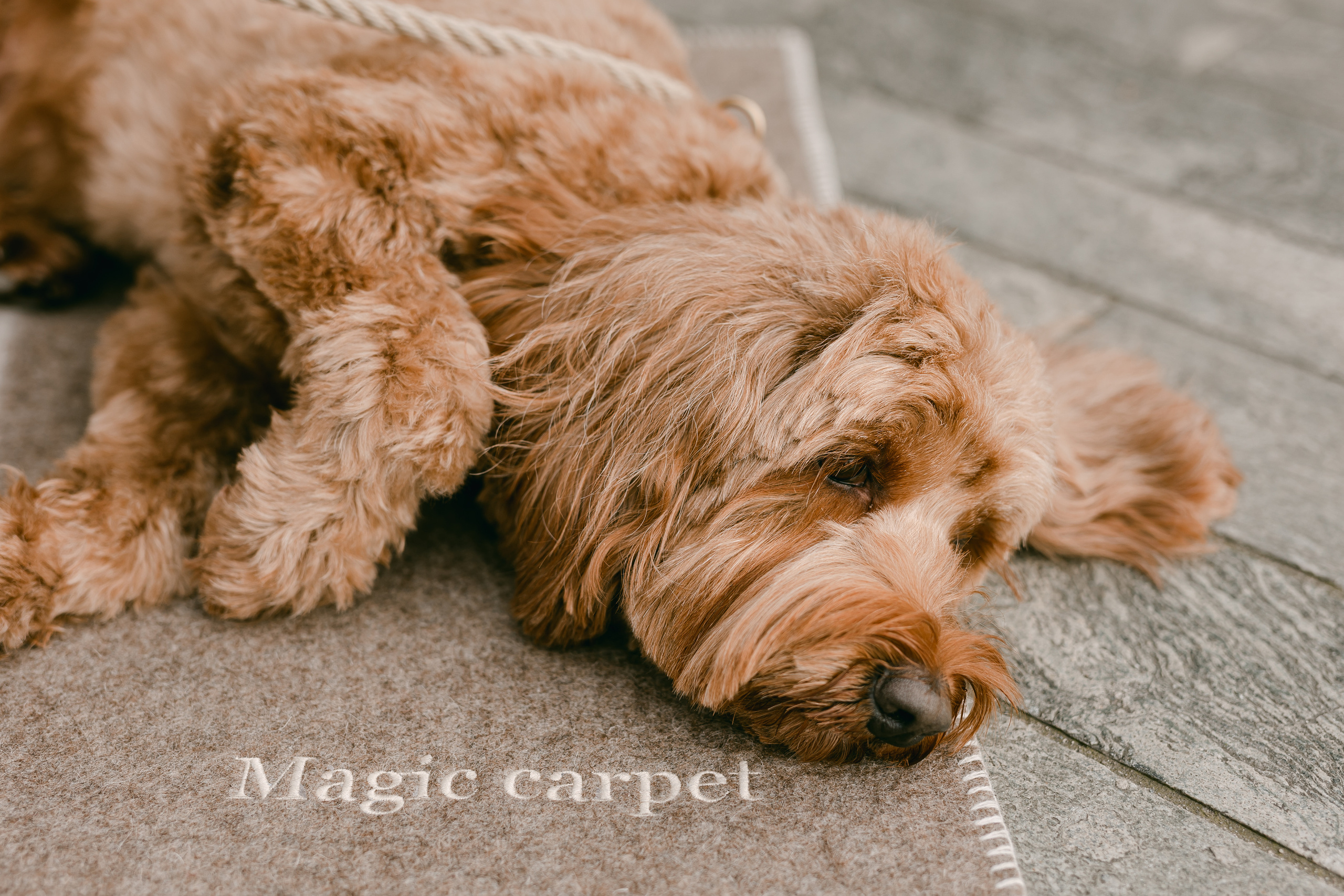 Pupaffair. Familien- & Hochzeitsfotografin Schweiz. Valeria Diaz in Zürich und Umgebung