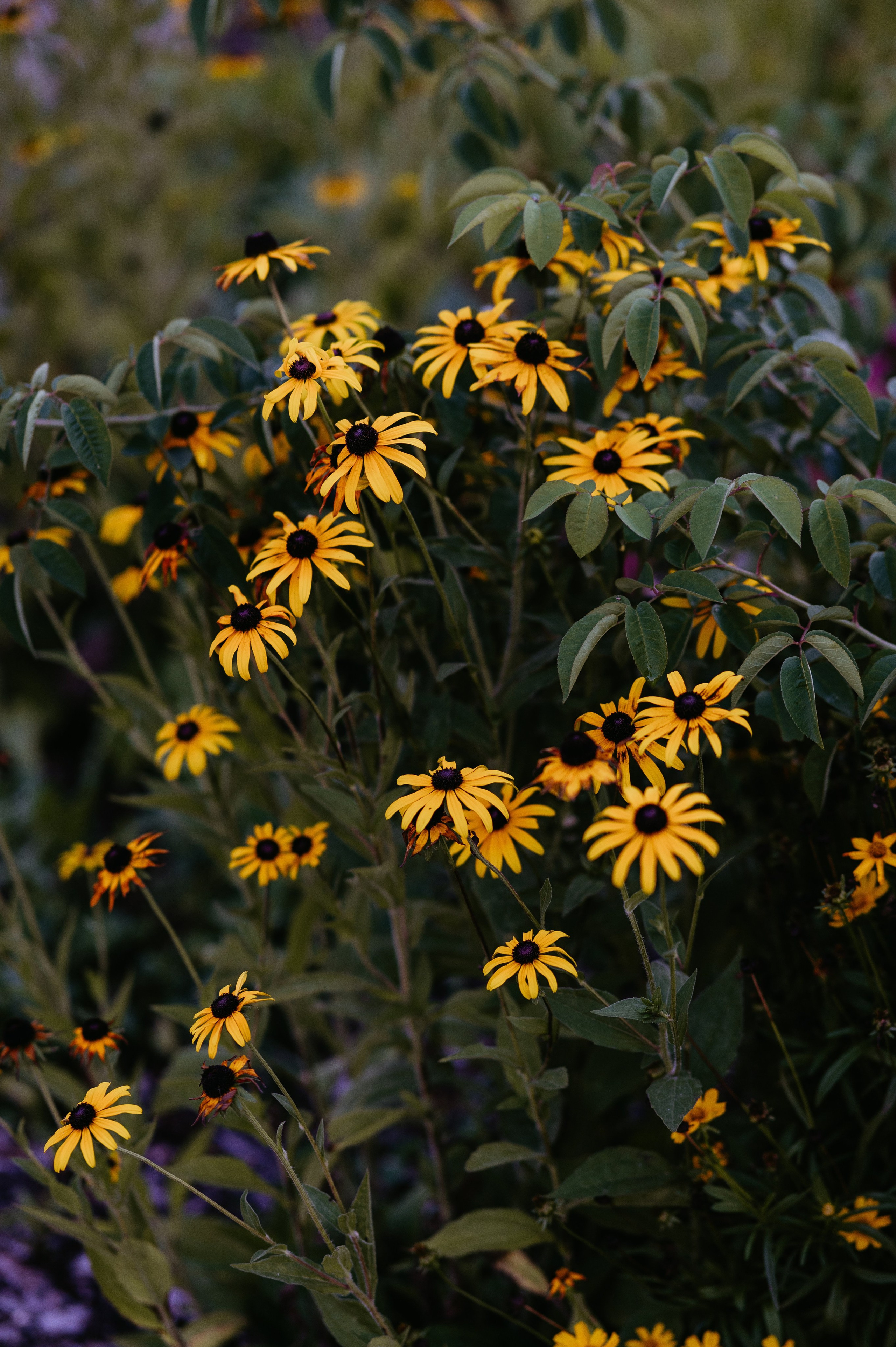 Adina și Ciprian. Valentin Melen - fotograf de nunta 🤍