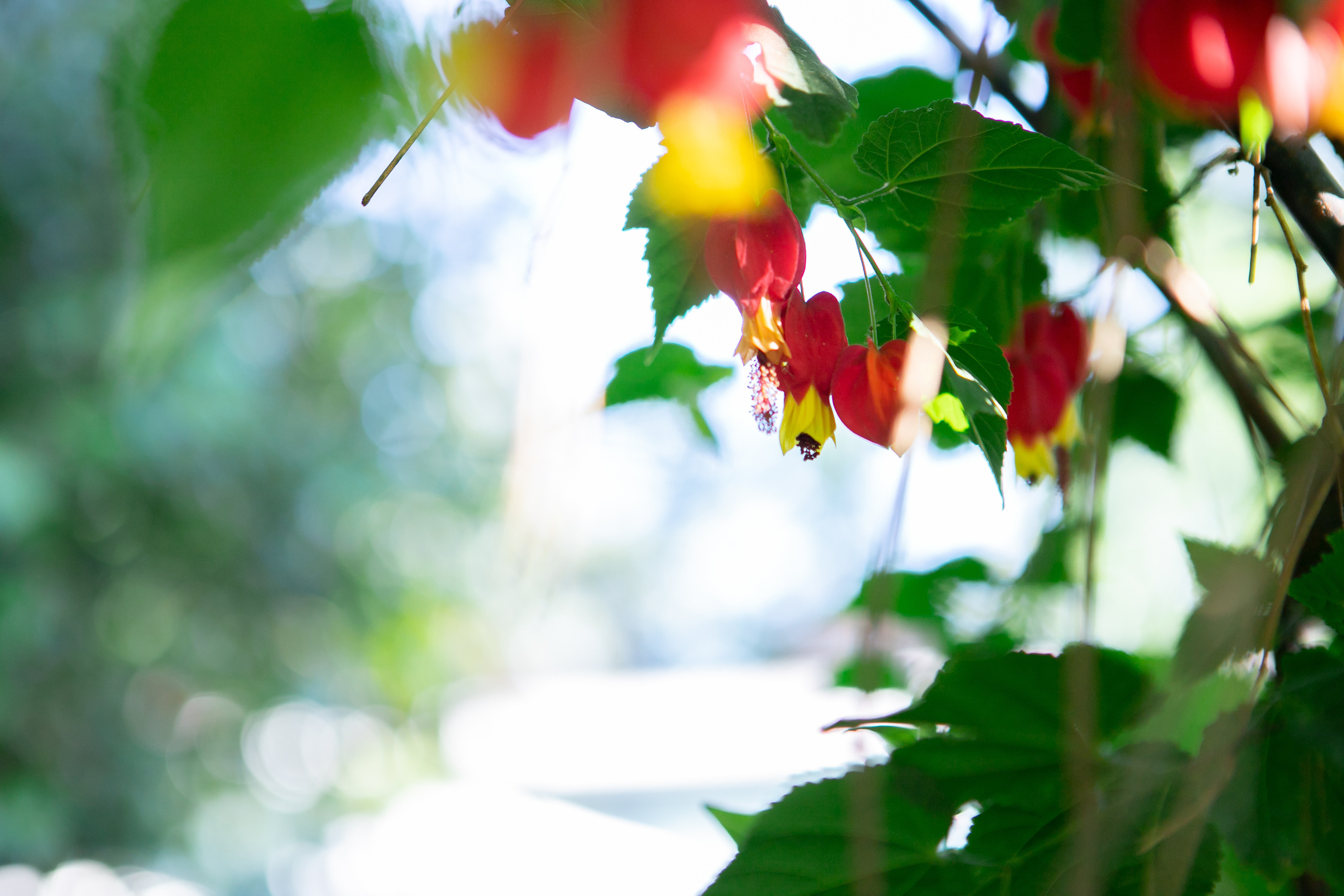 Свадьба в Португалии 