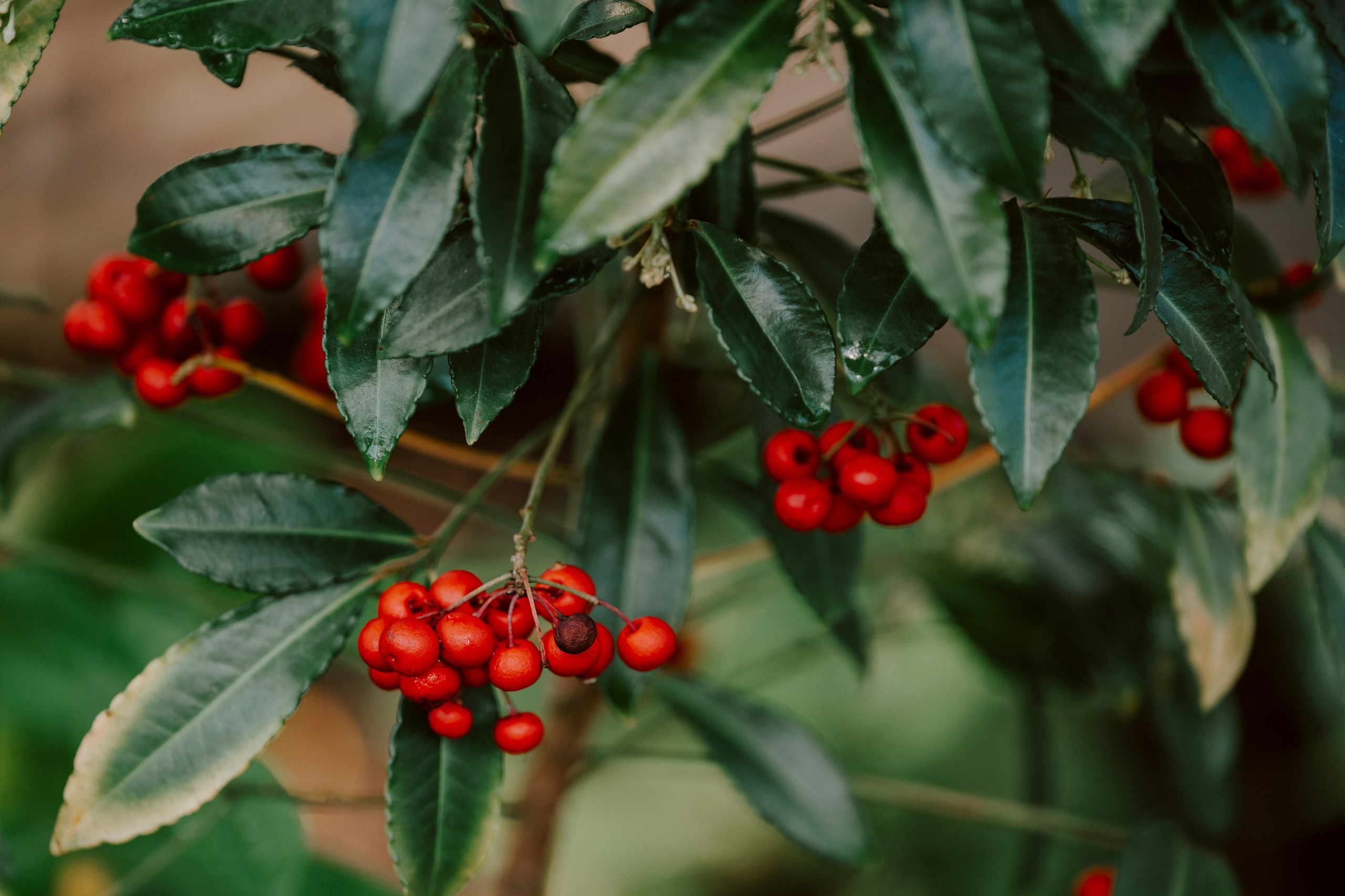 Gallery. Natasha Shakh